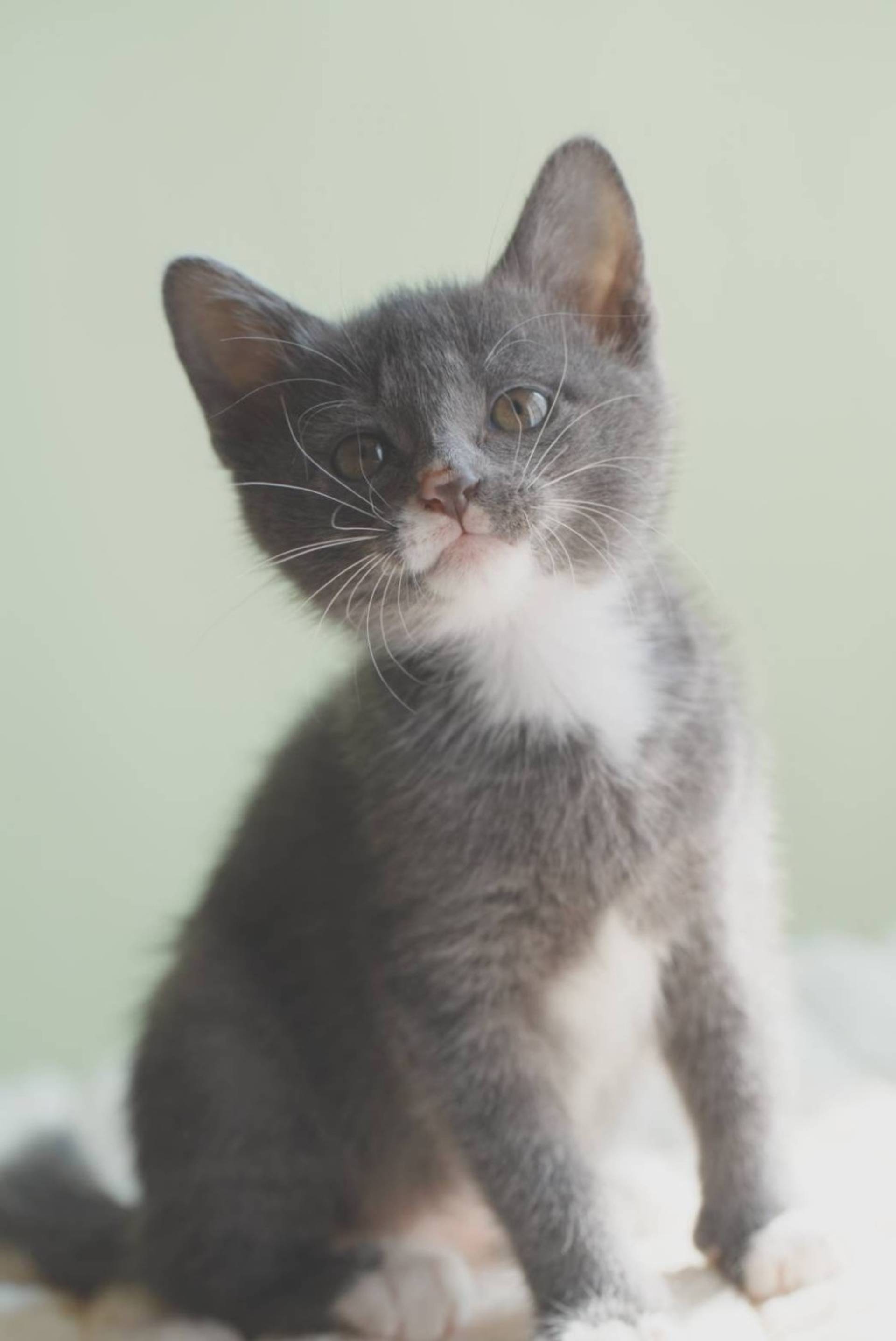 雑種（ミックス猫）・メスの里親募集の写真