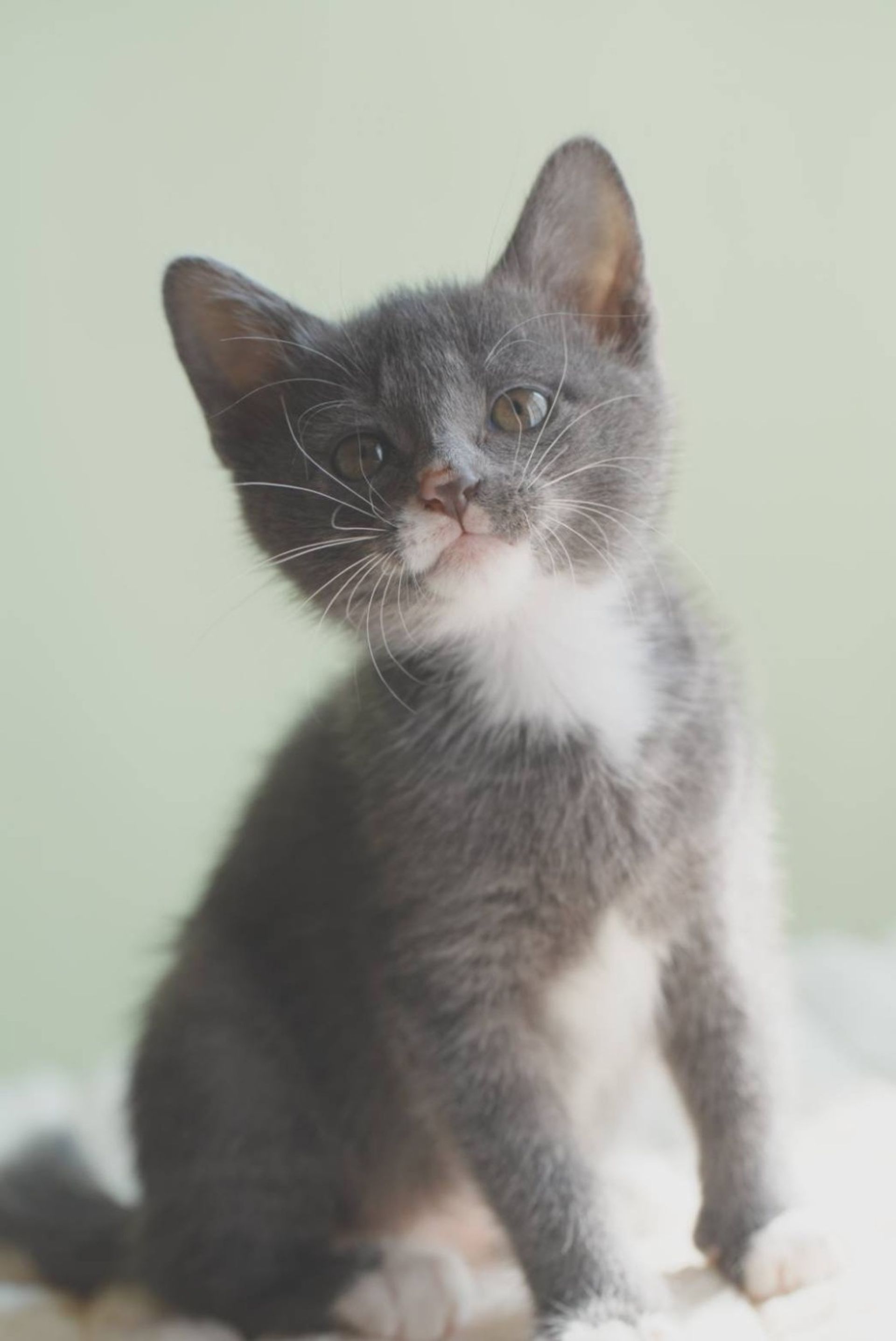 雑種（ミックス猫）・メスの里親募集の写真