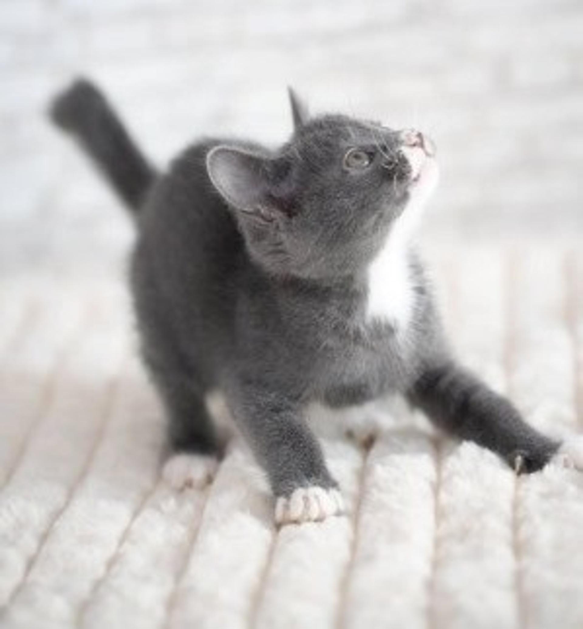 pet-image-4
