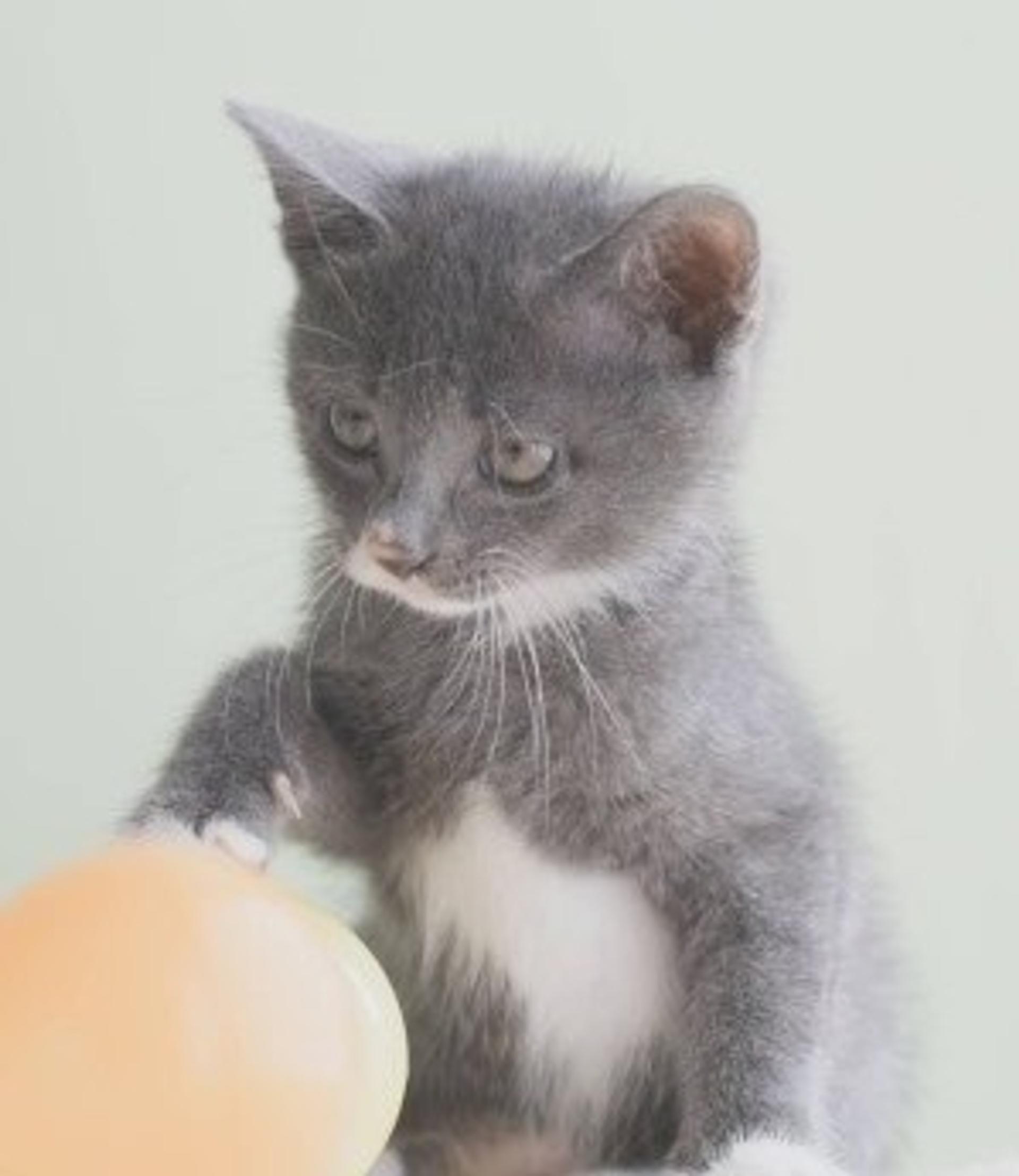 pet-image-5