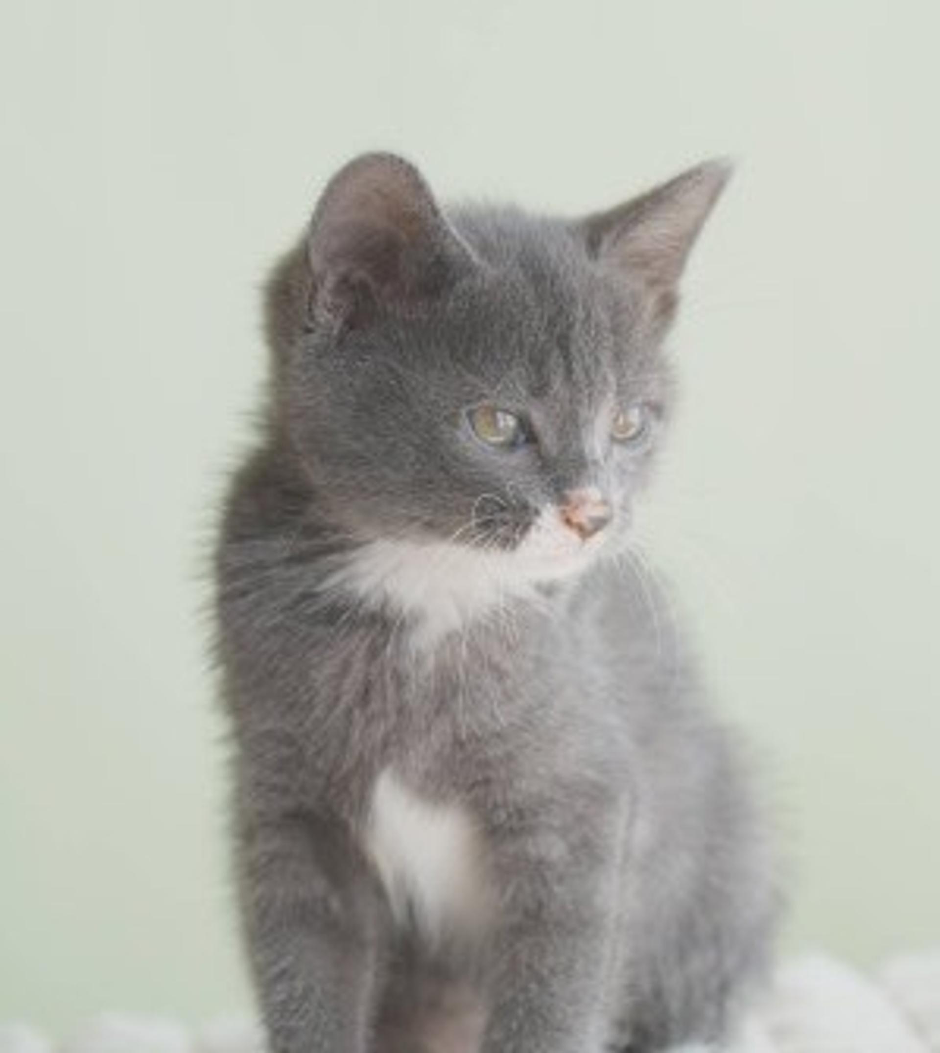 pet-image-6