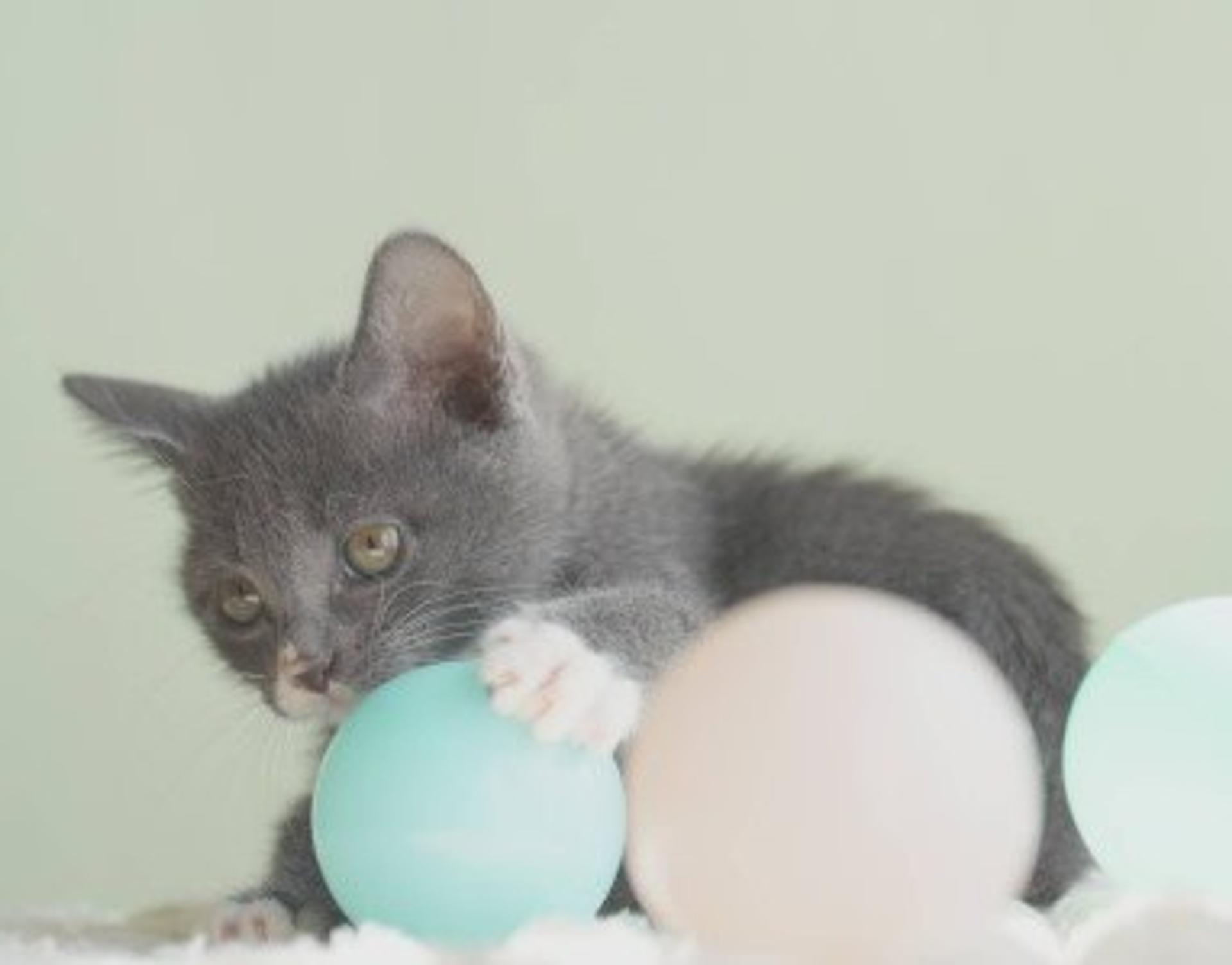 pet-image-8