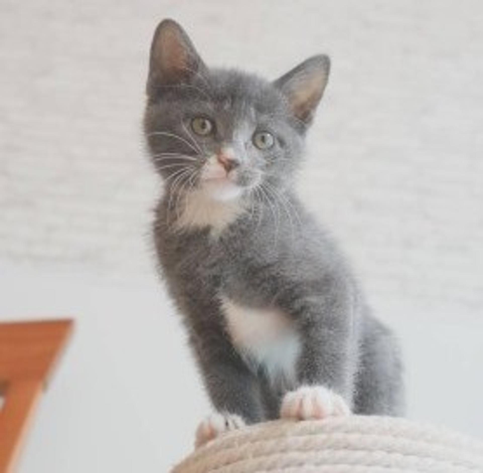 pet-image-9