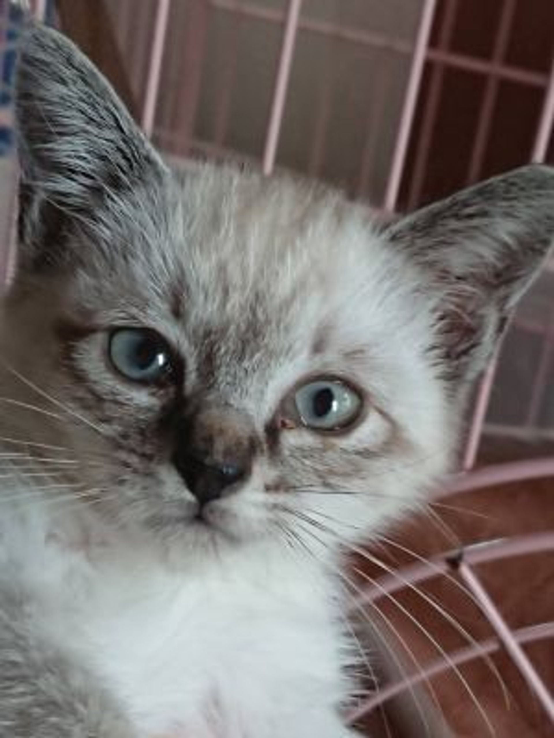 雑種（ミックス猫）・メスの里親募集の写真