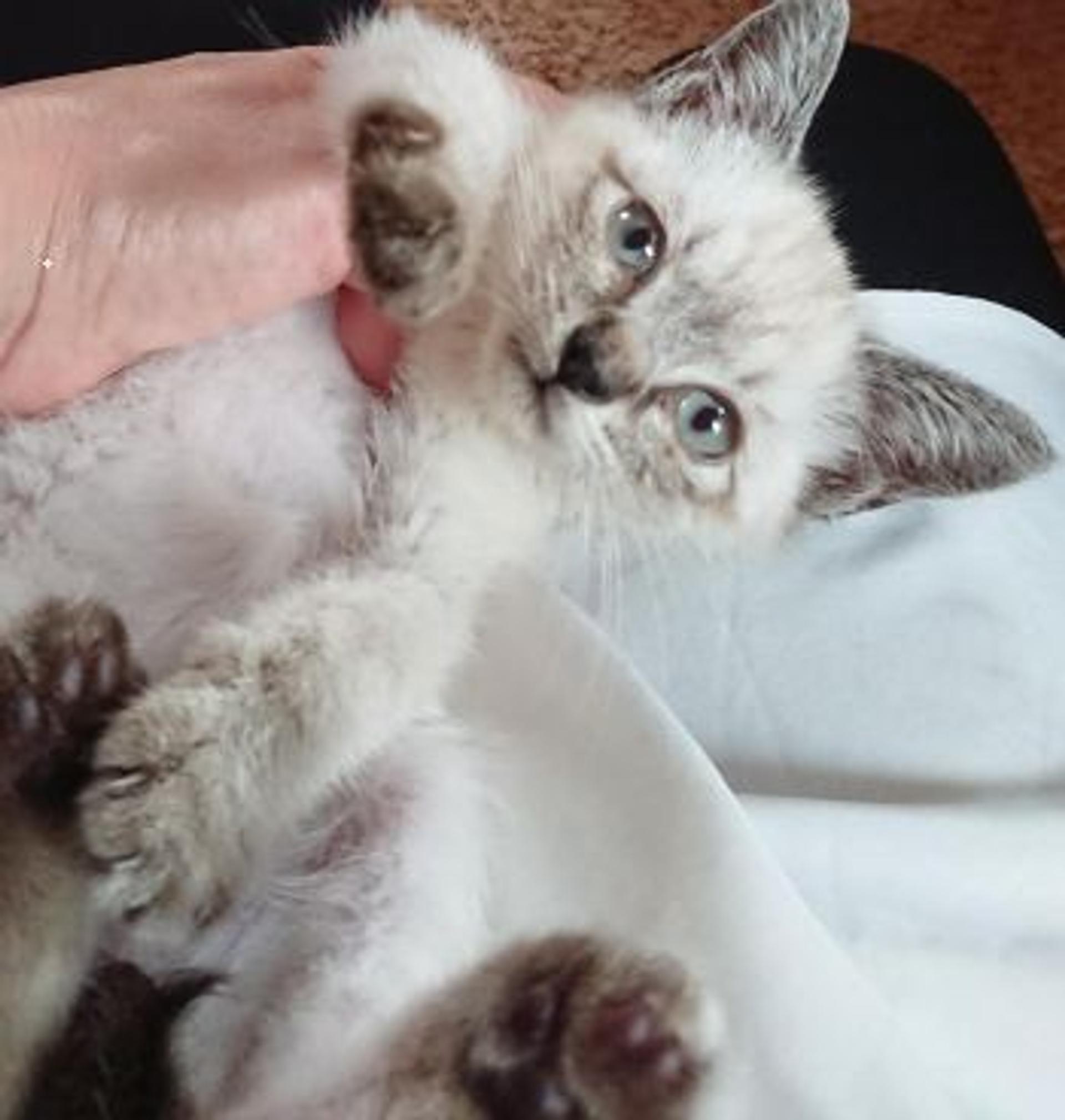 pet-image-3