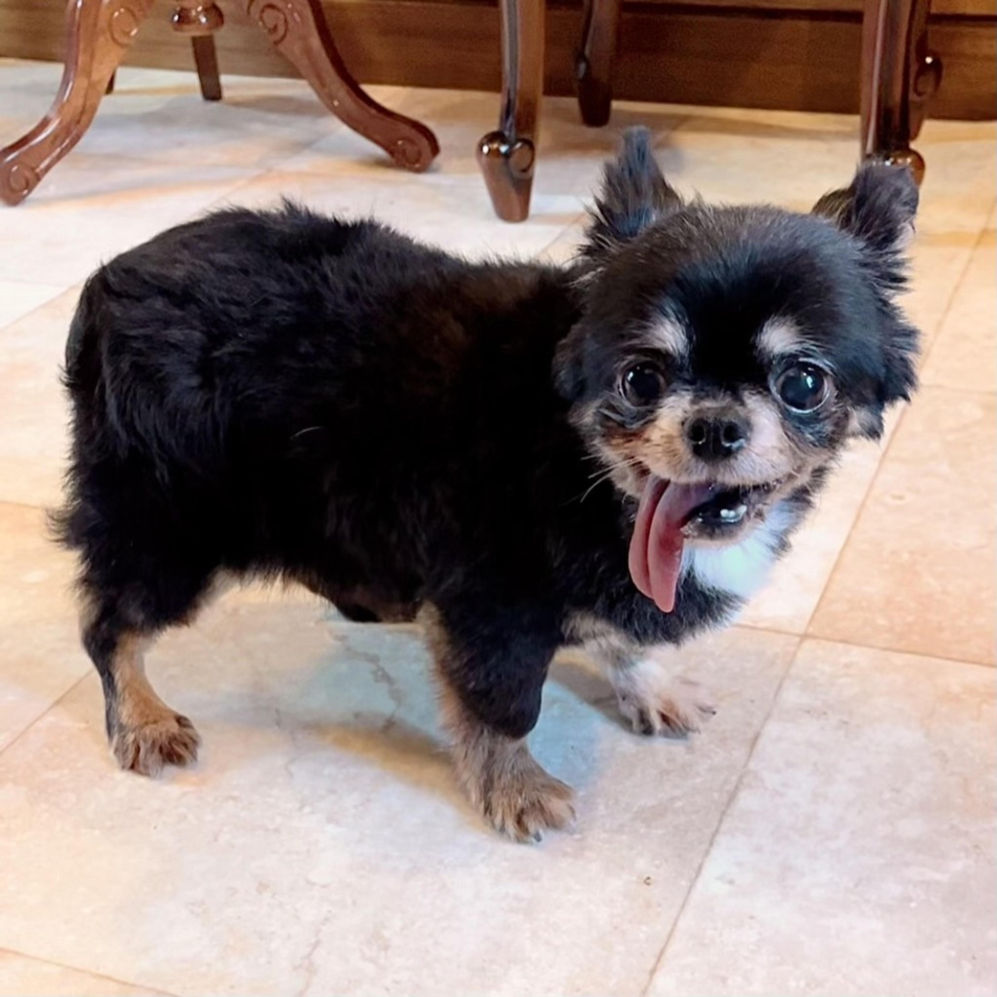 pet-image-9