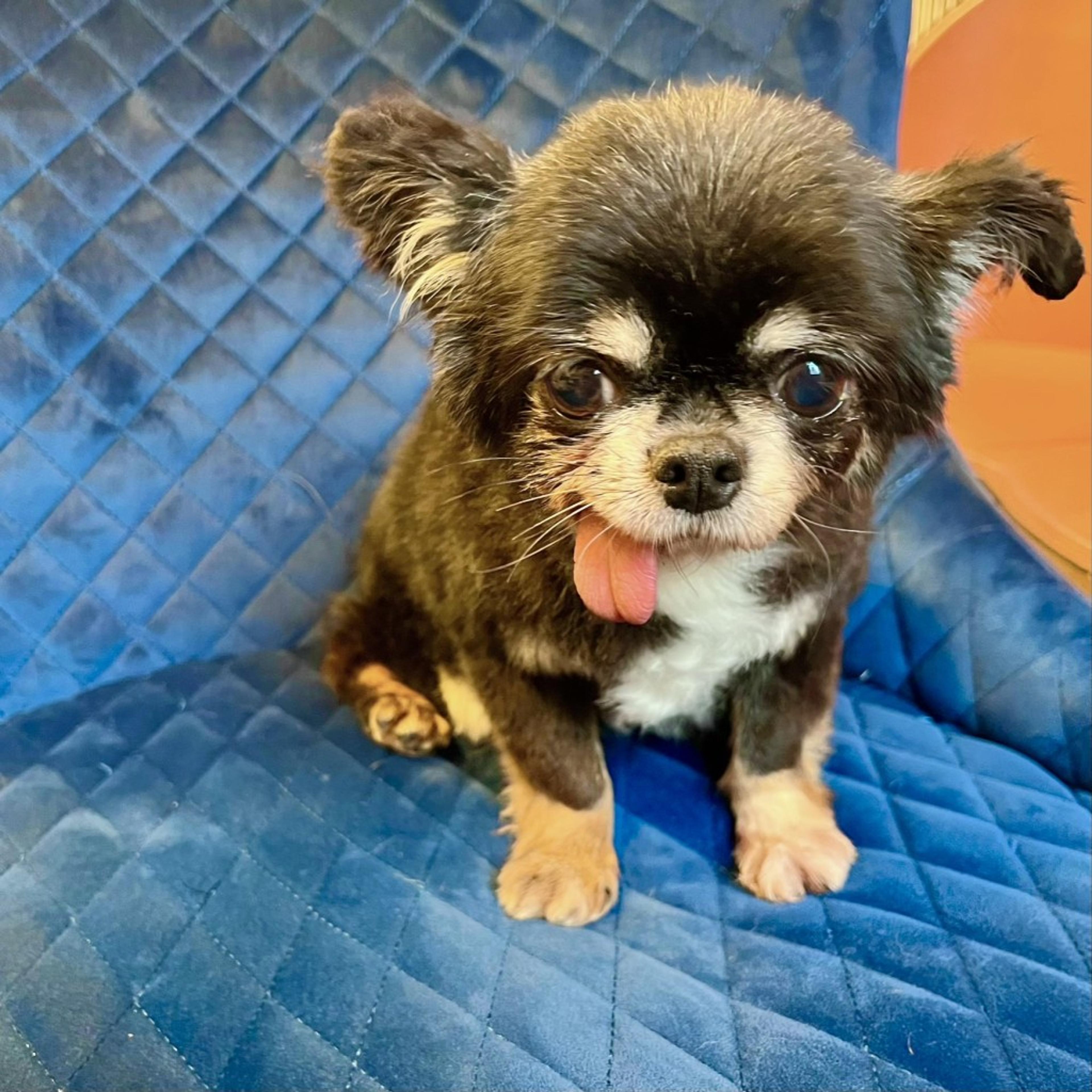 pet-image-5