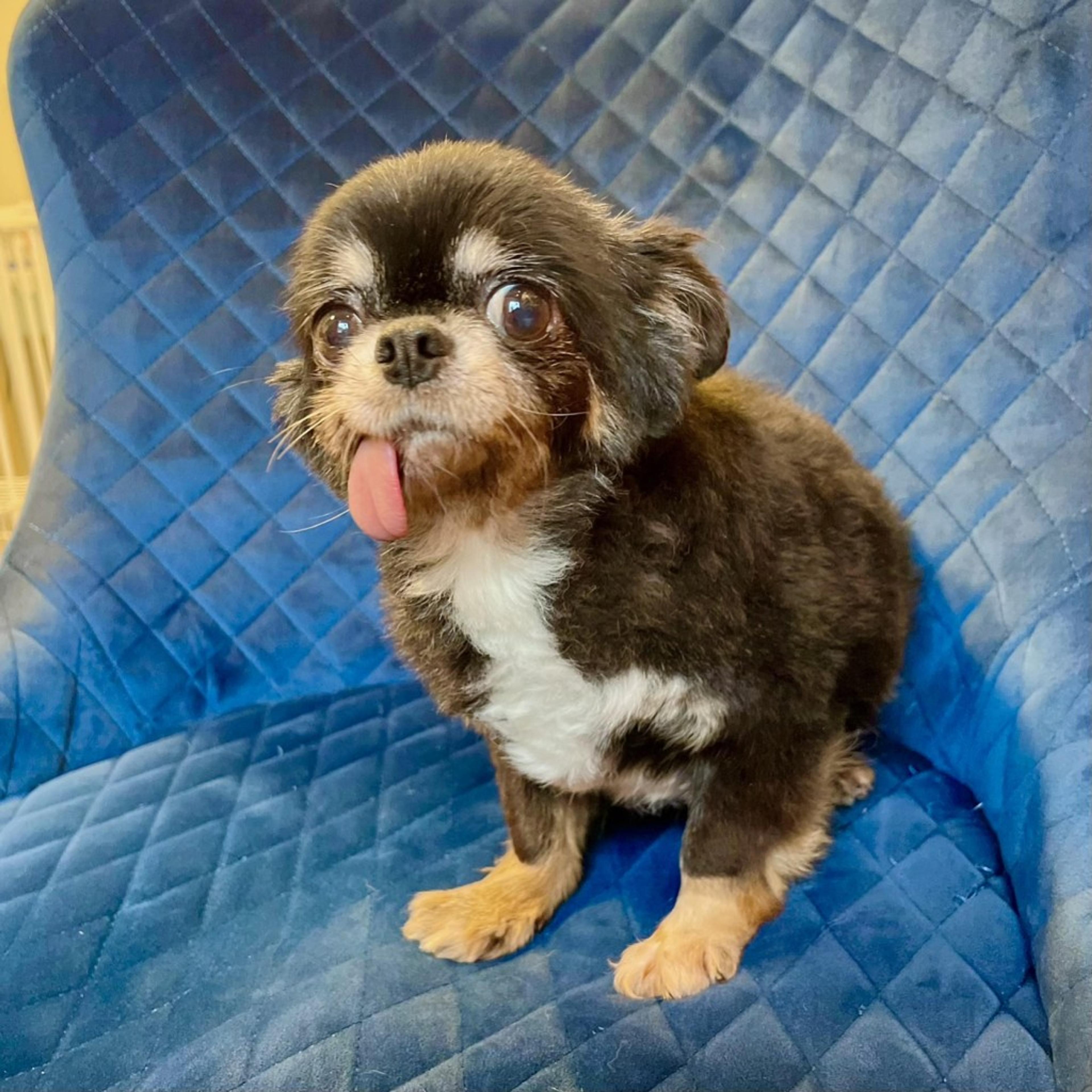 pet-image-7