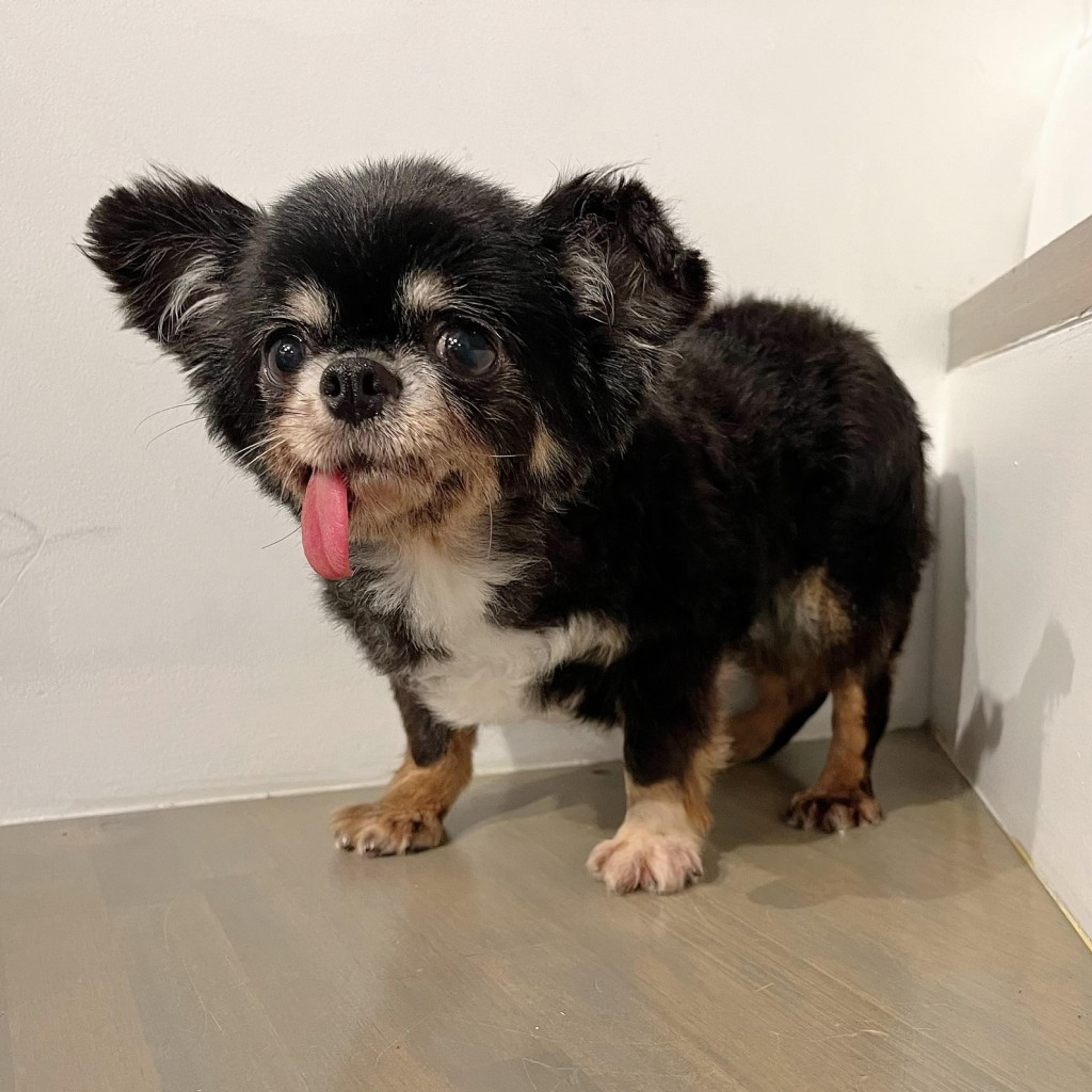 pet-image-8