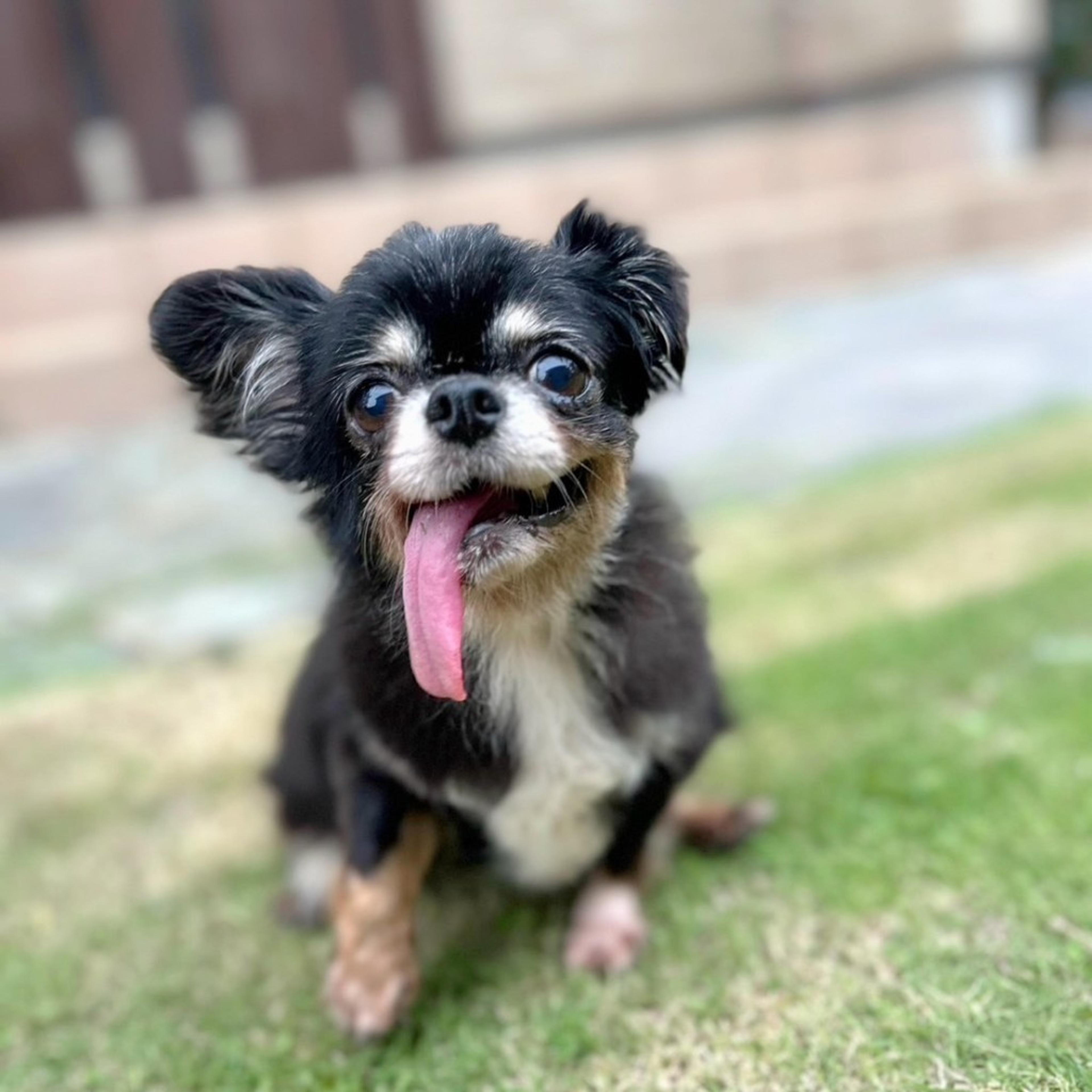 pet-image-2