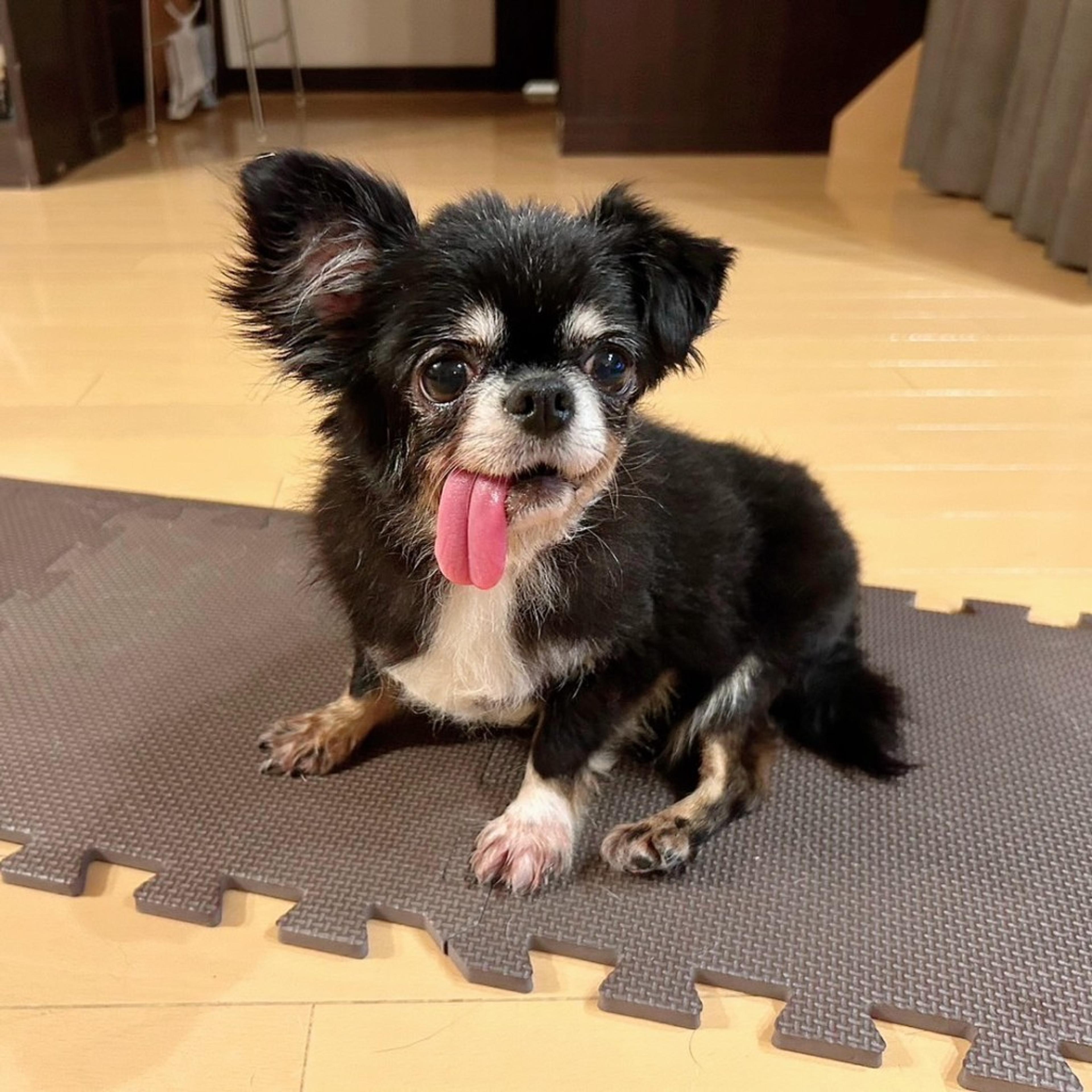 pet-image-4
