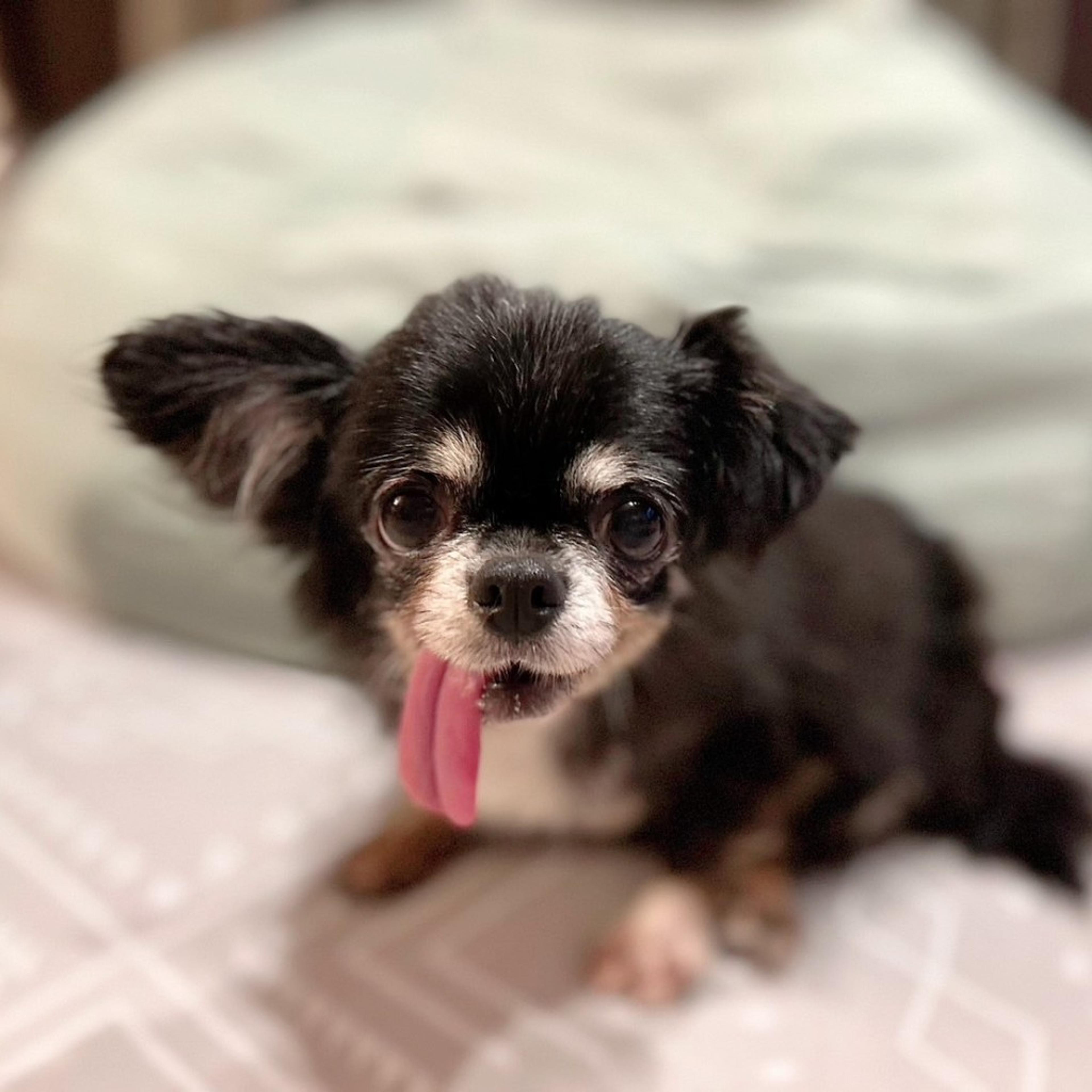 pet-image-6