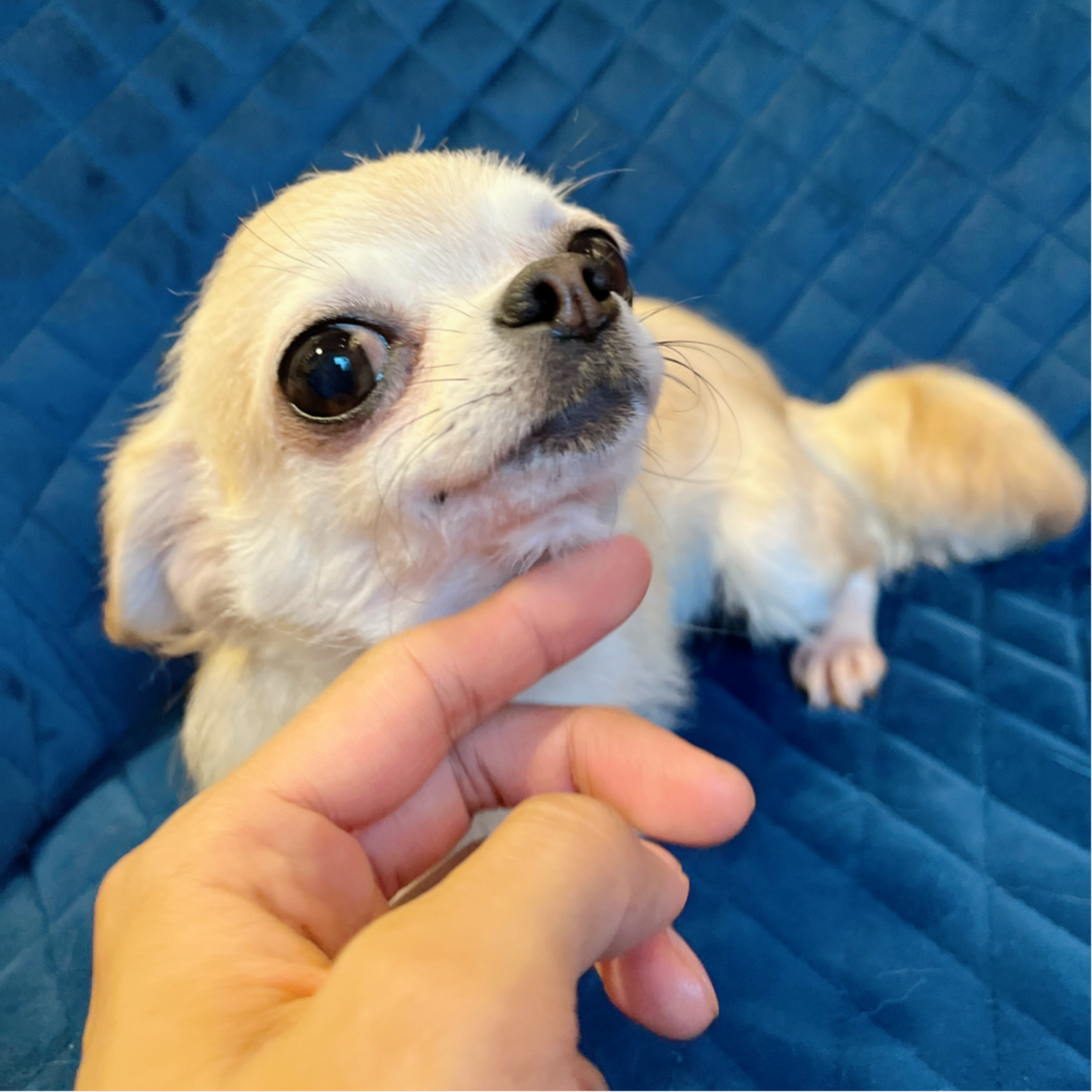 pet-image-4