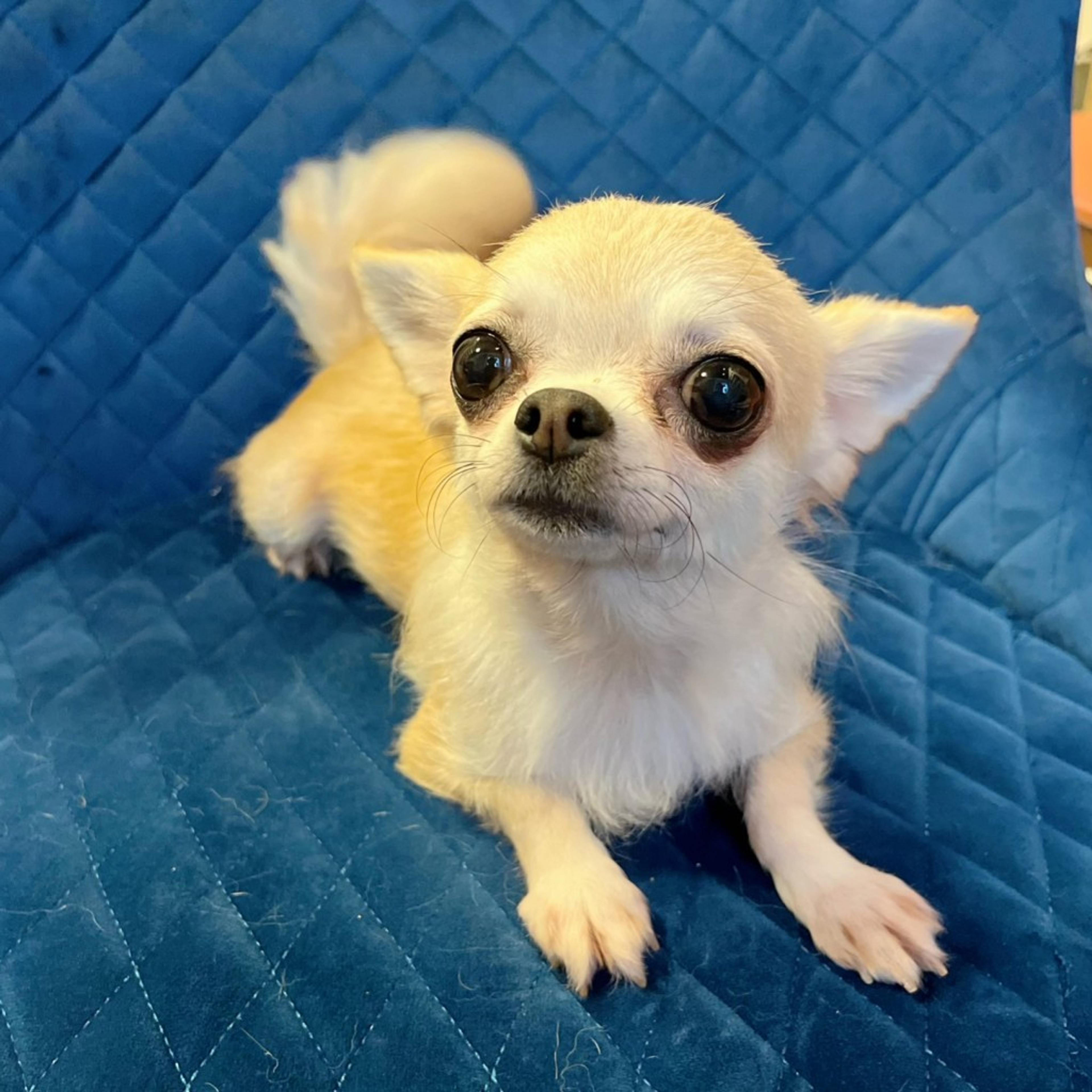pet-image-2