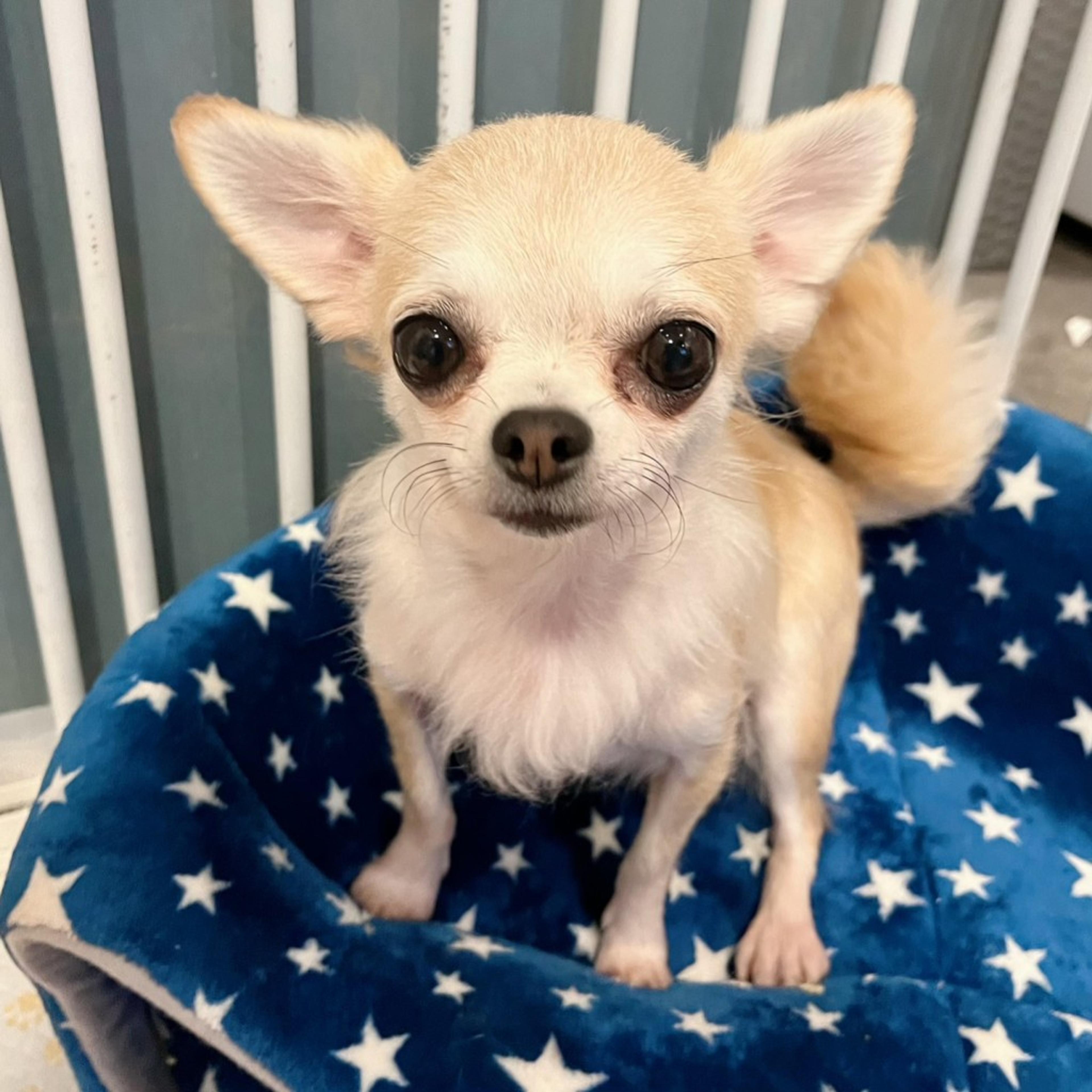 pet-image-3