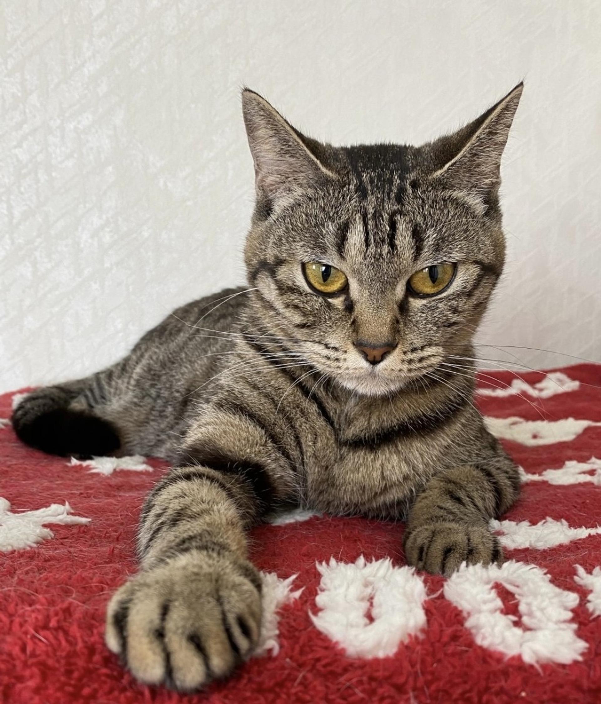 pet-image-3