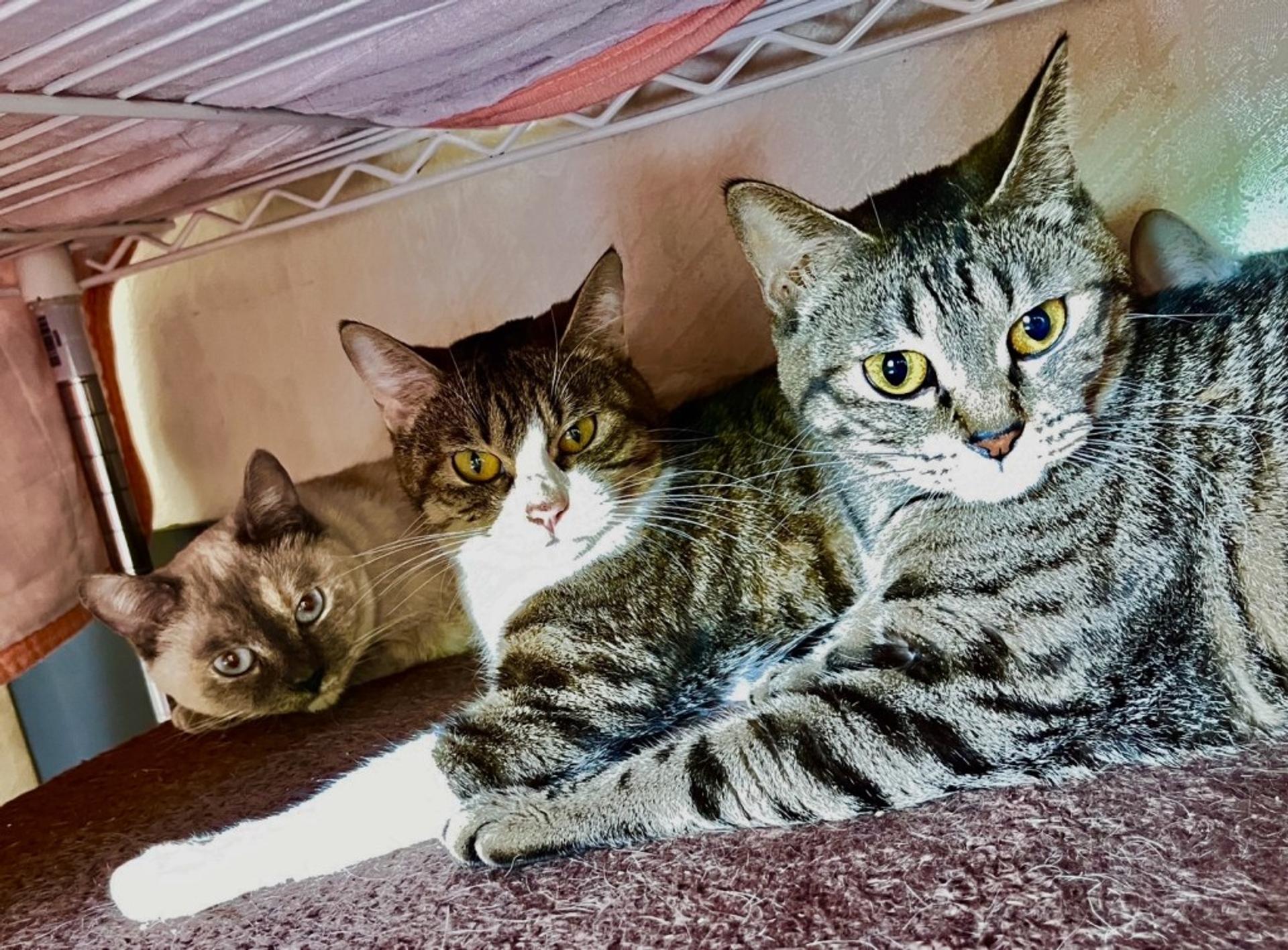 pet-image-5
