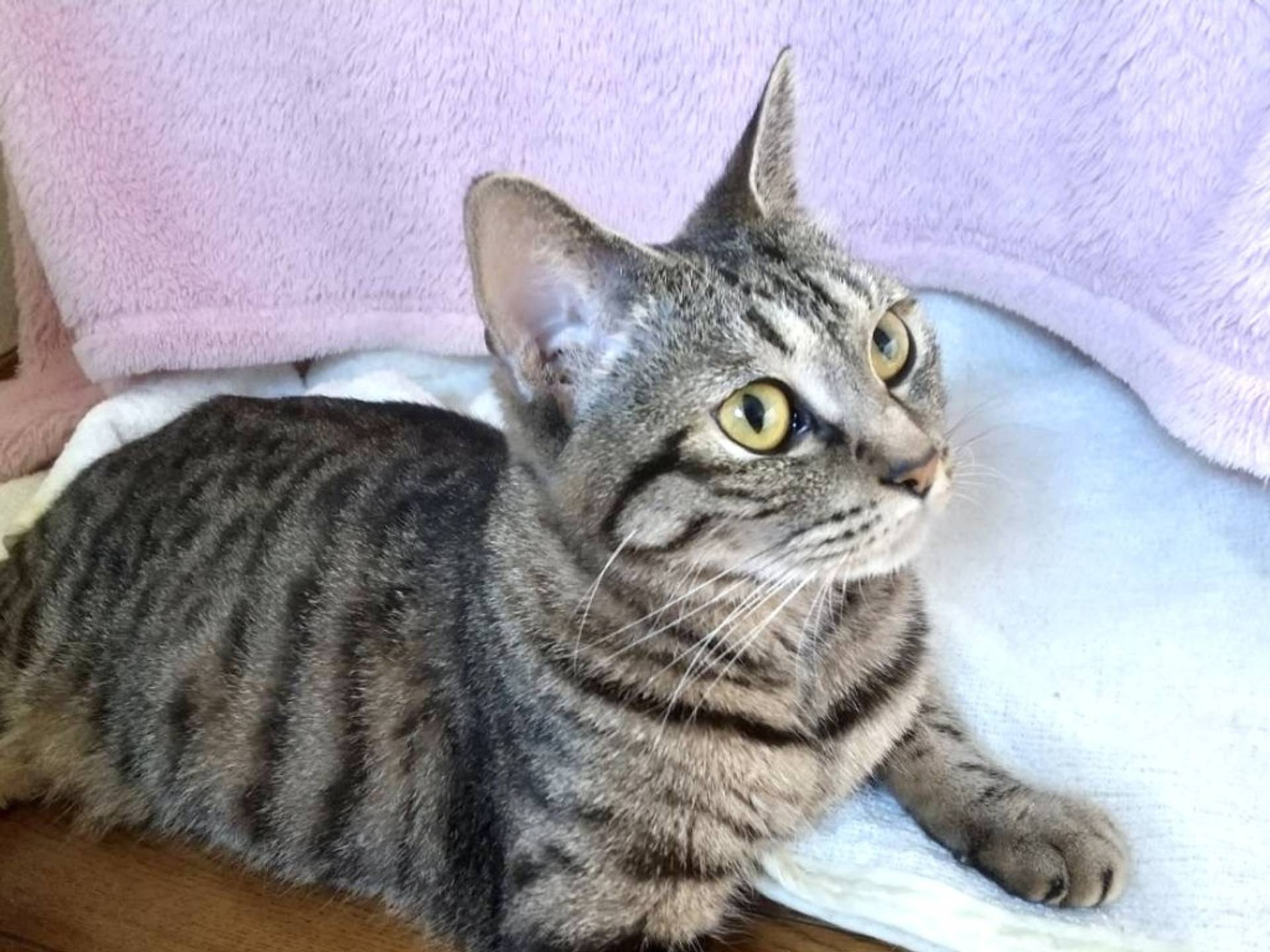 雑種（ミックス猫）・メスの里親募集の写真