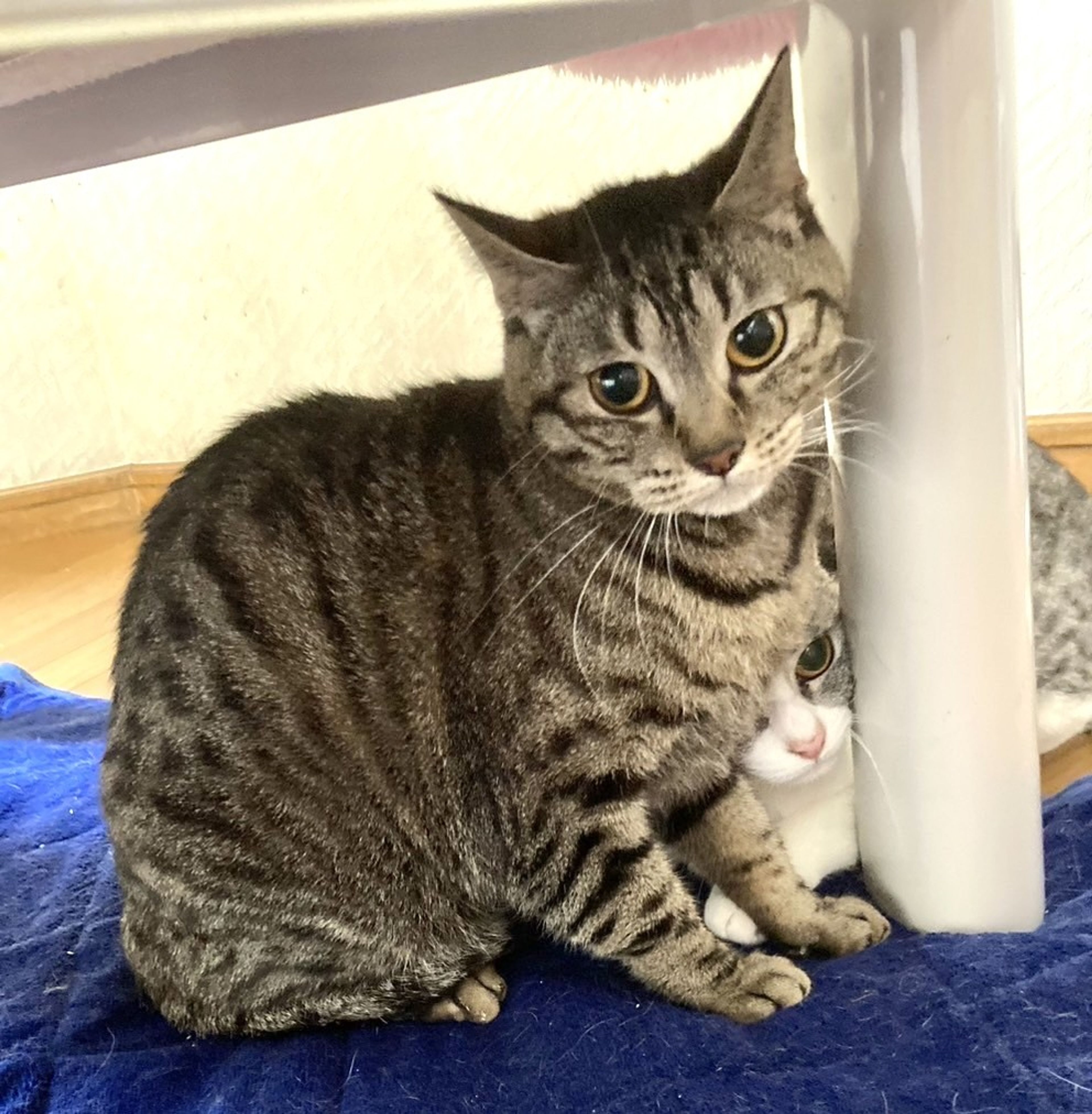 pet-image-2