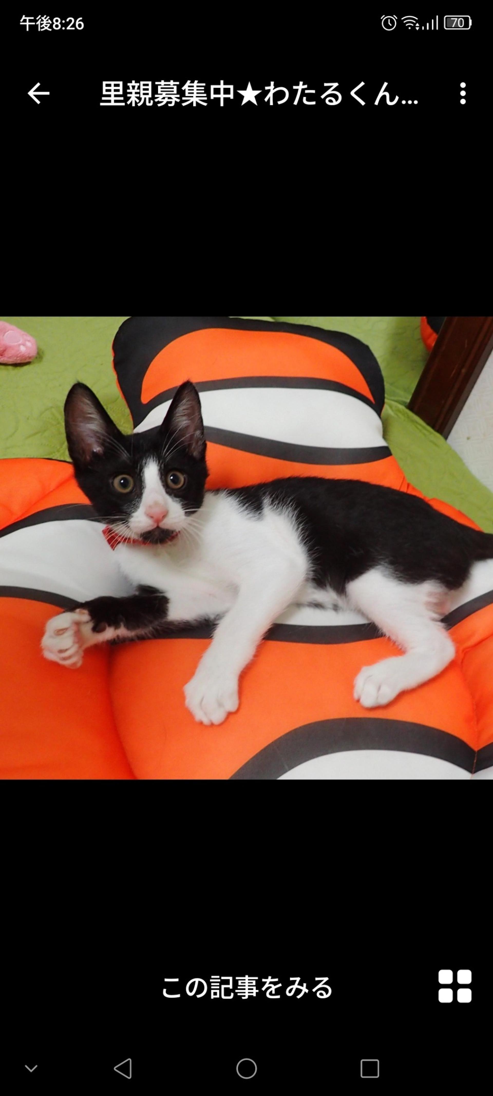 pet-image-2