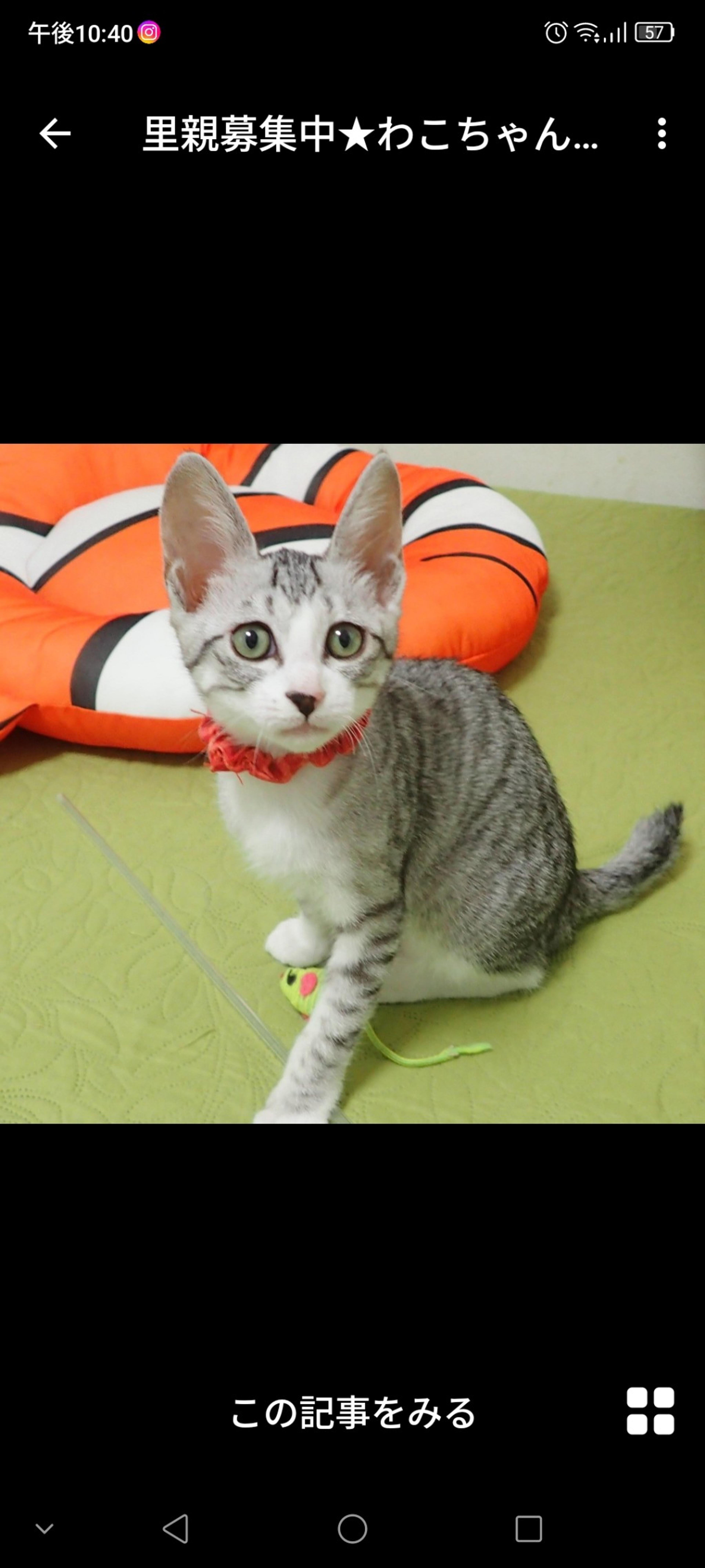 pet-image-2