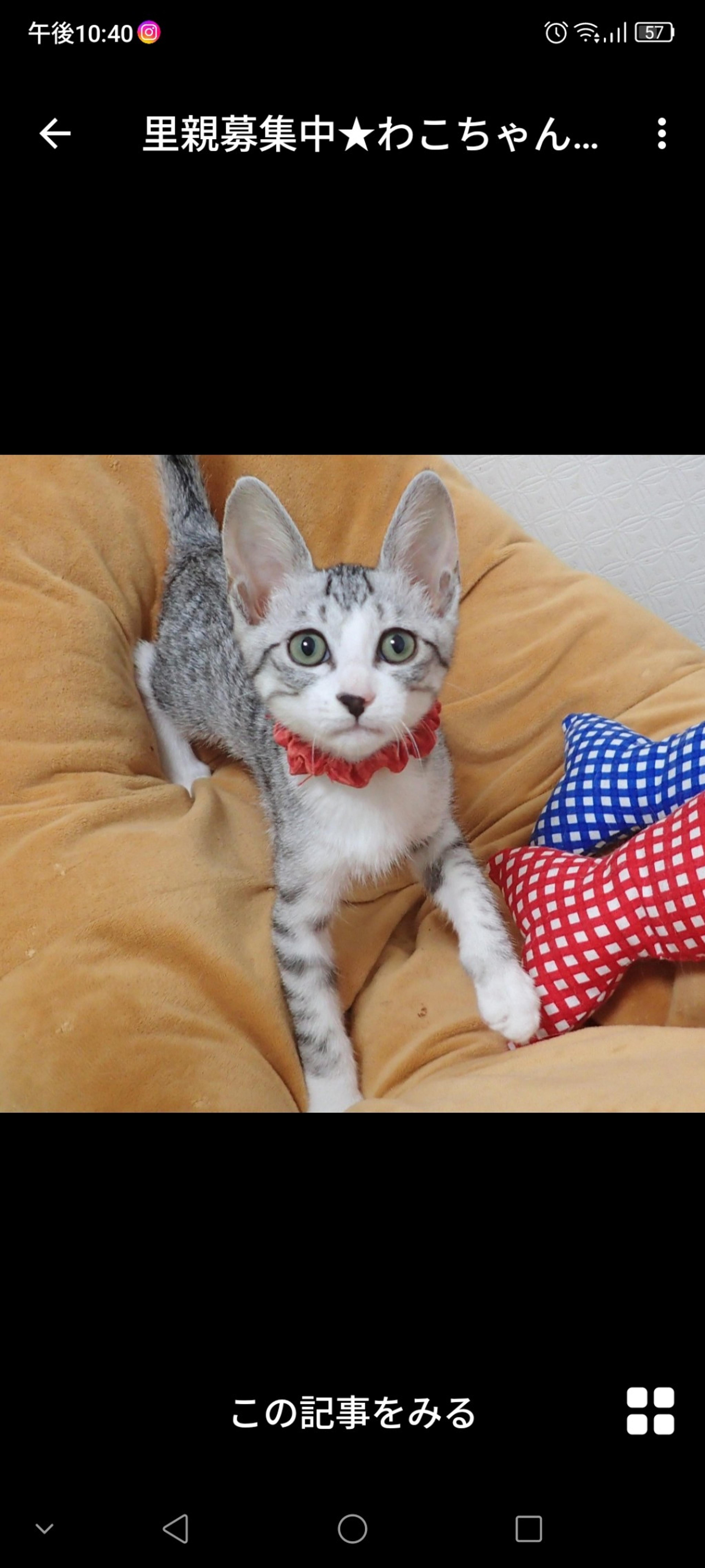pet-image-3