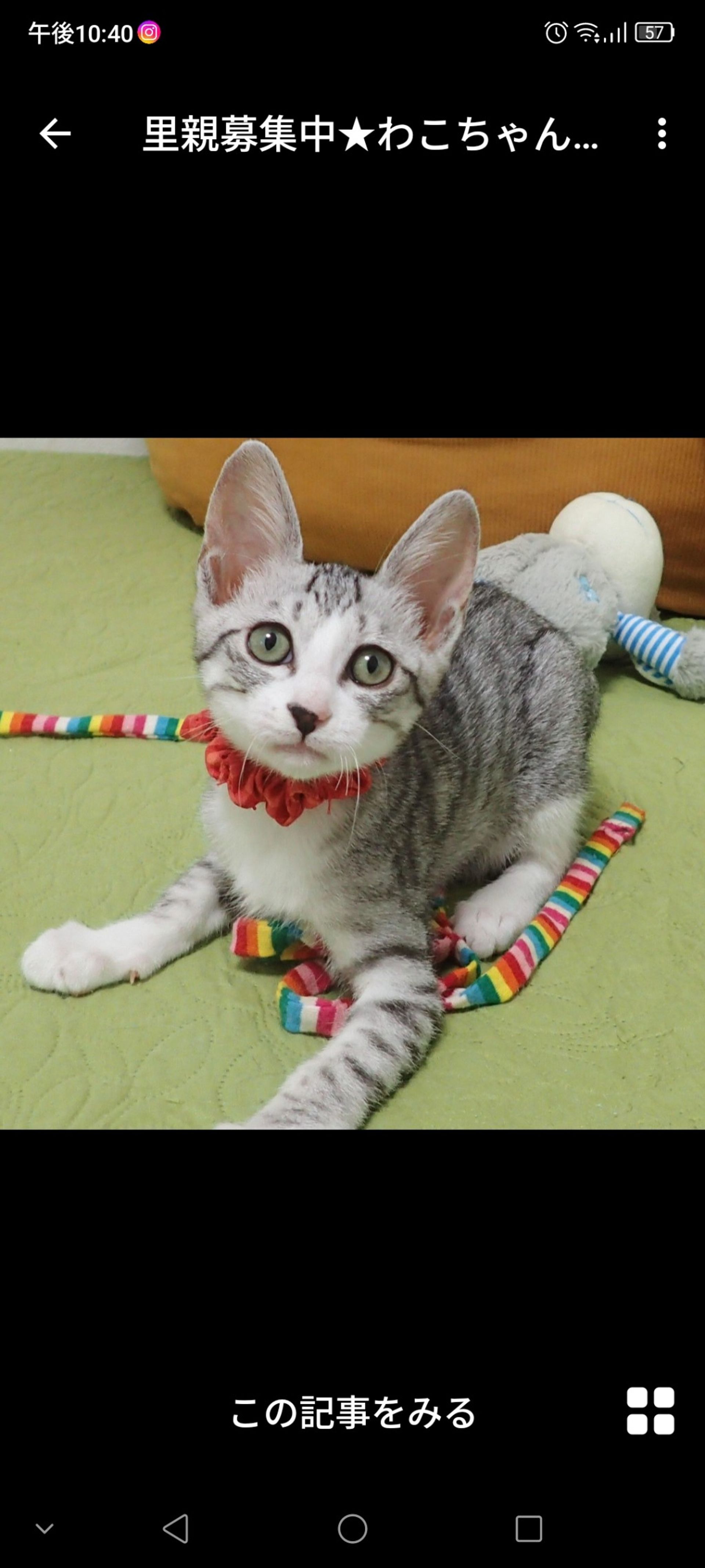 雑種（ミックス猫）・メスの里親募集の写真