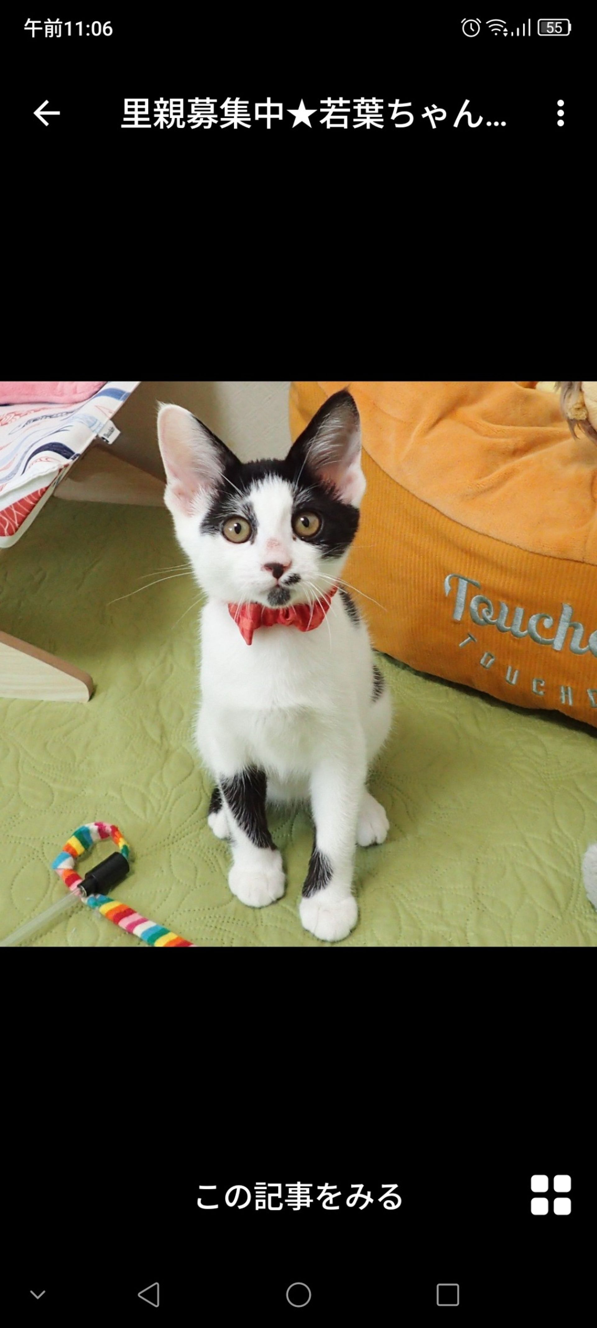 雑種（ミックス猫）・メスの里親募集の写真