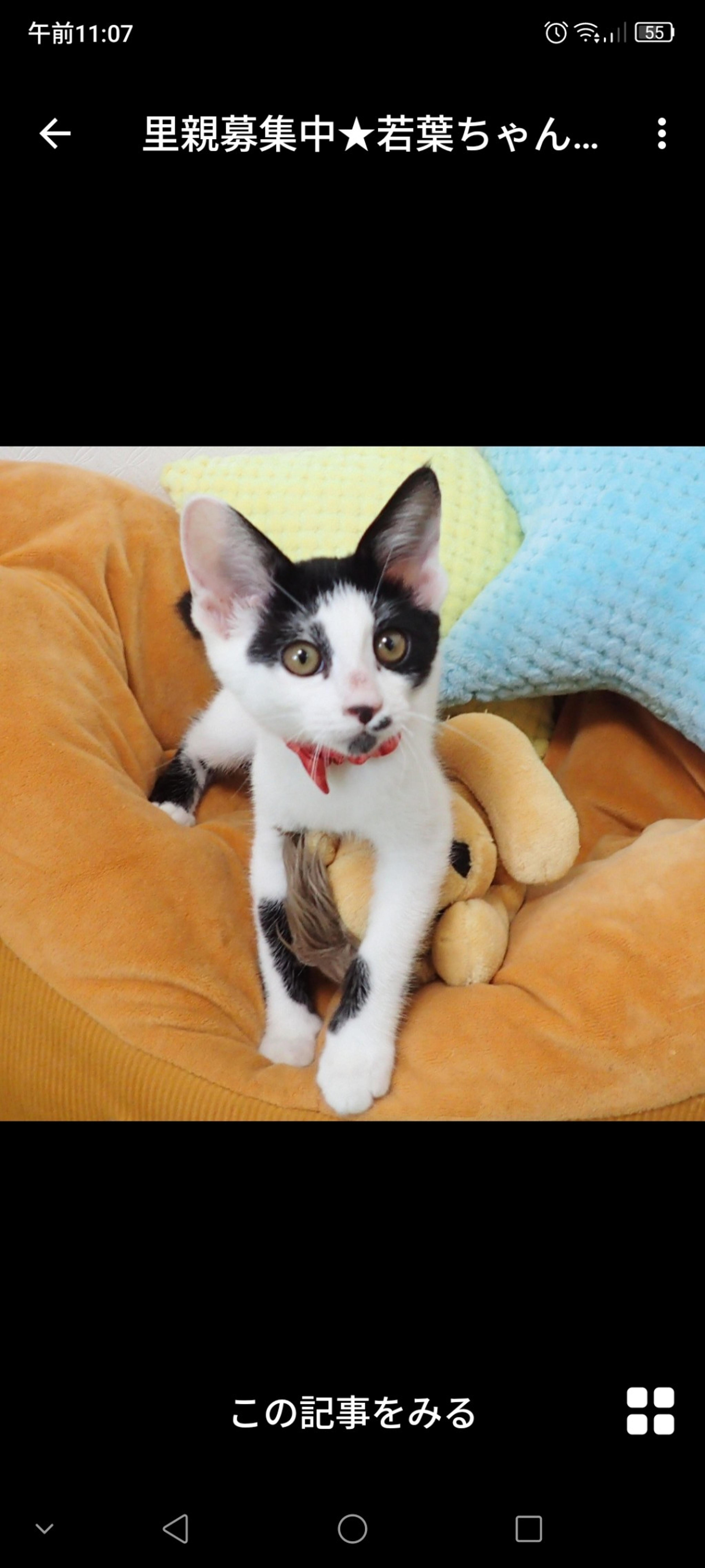 pet-image-3