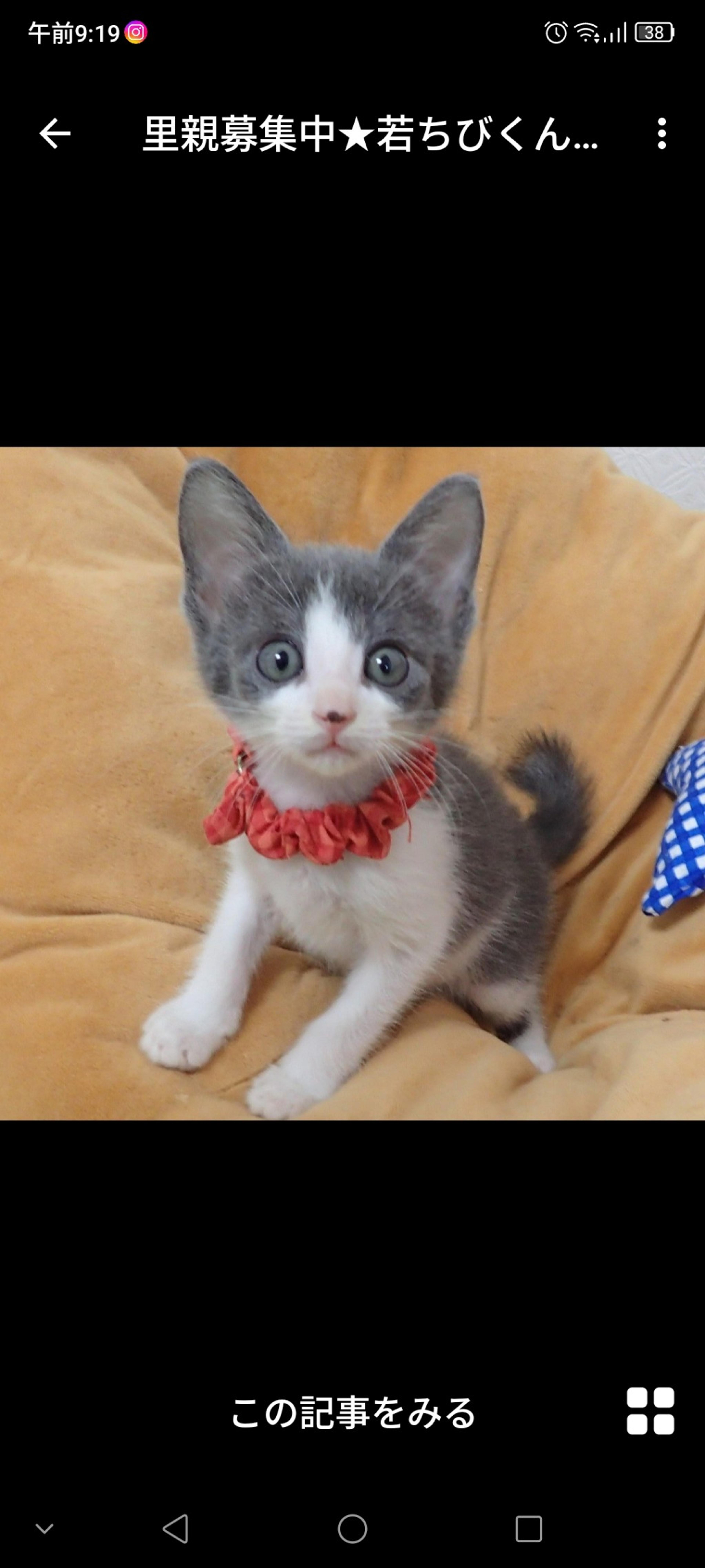 pet-image-3