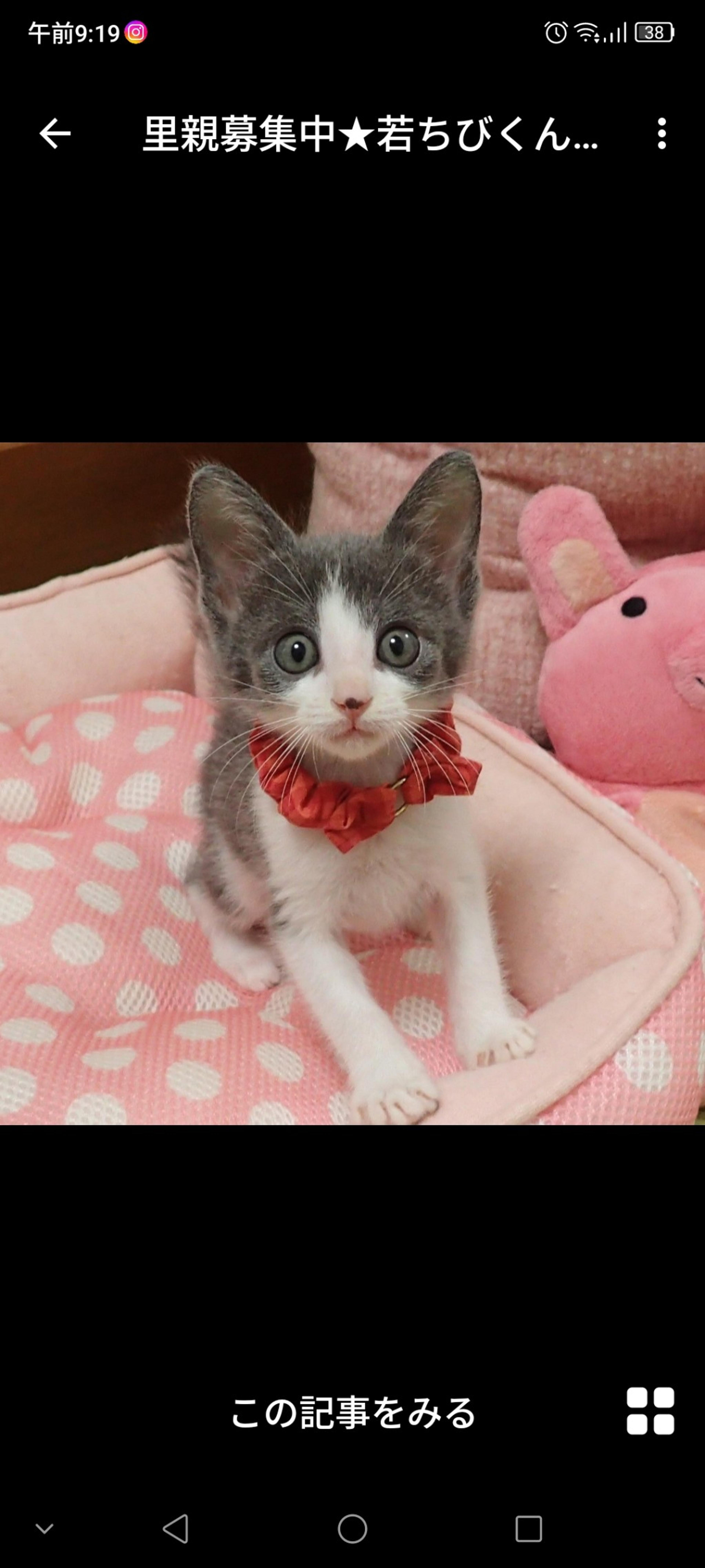 pet-image-2