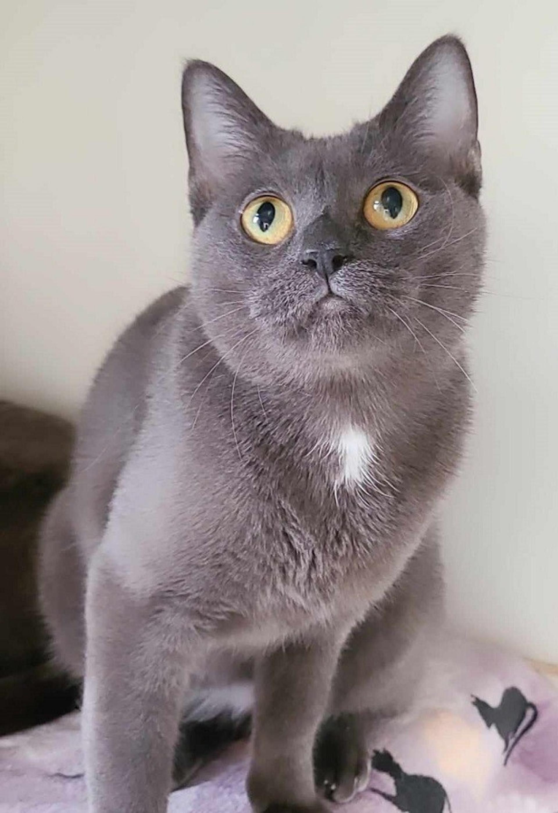 pet-image-2