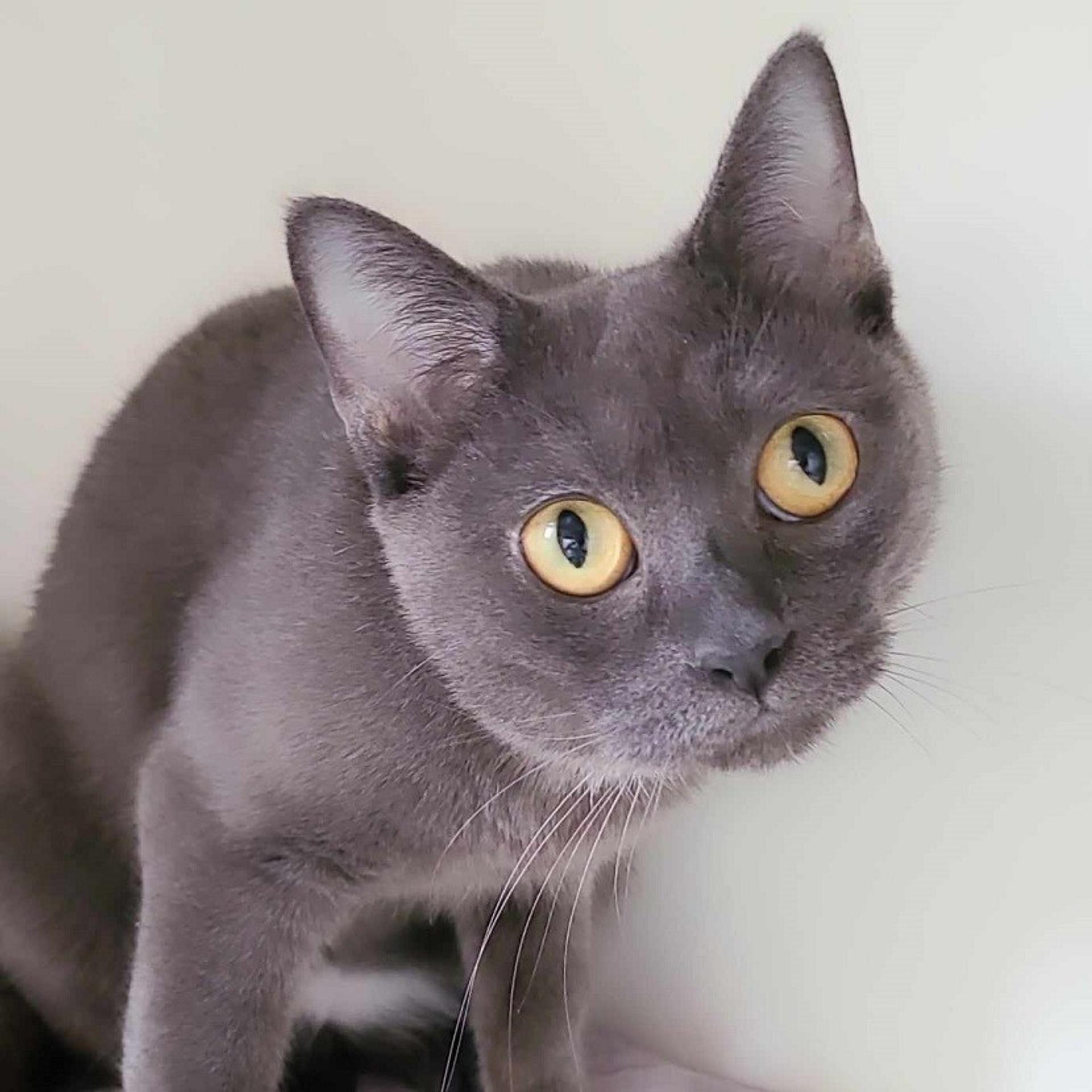 pet-image-4