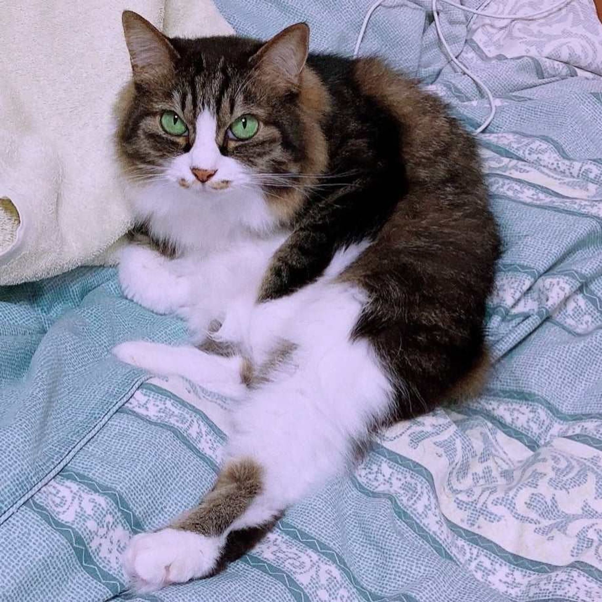 雑種（ミックス猫）・メスの里親募集の写真
