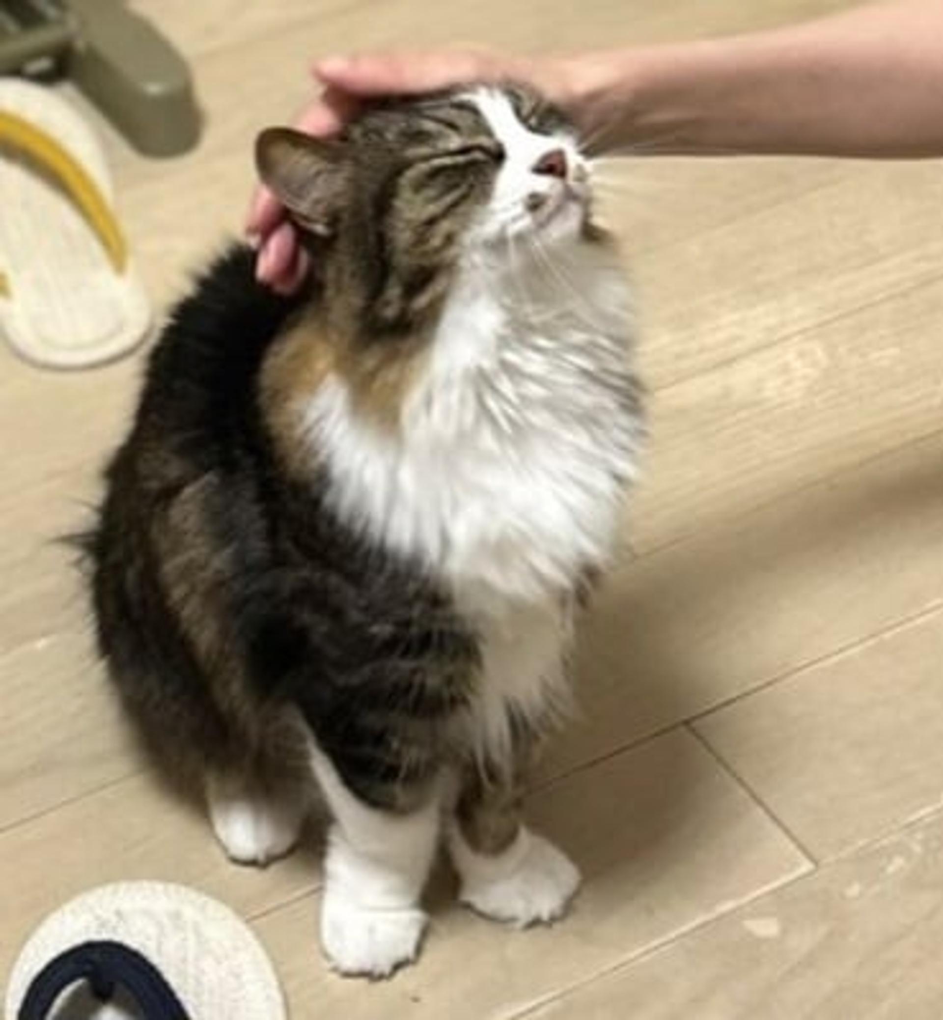 pet-image-5