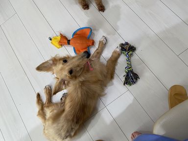 ヴァンの写真