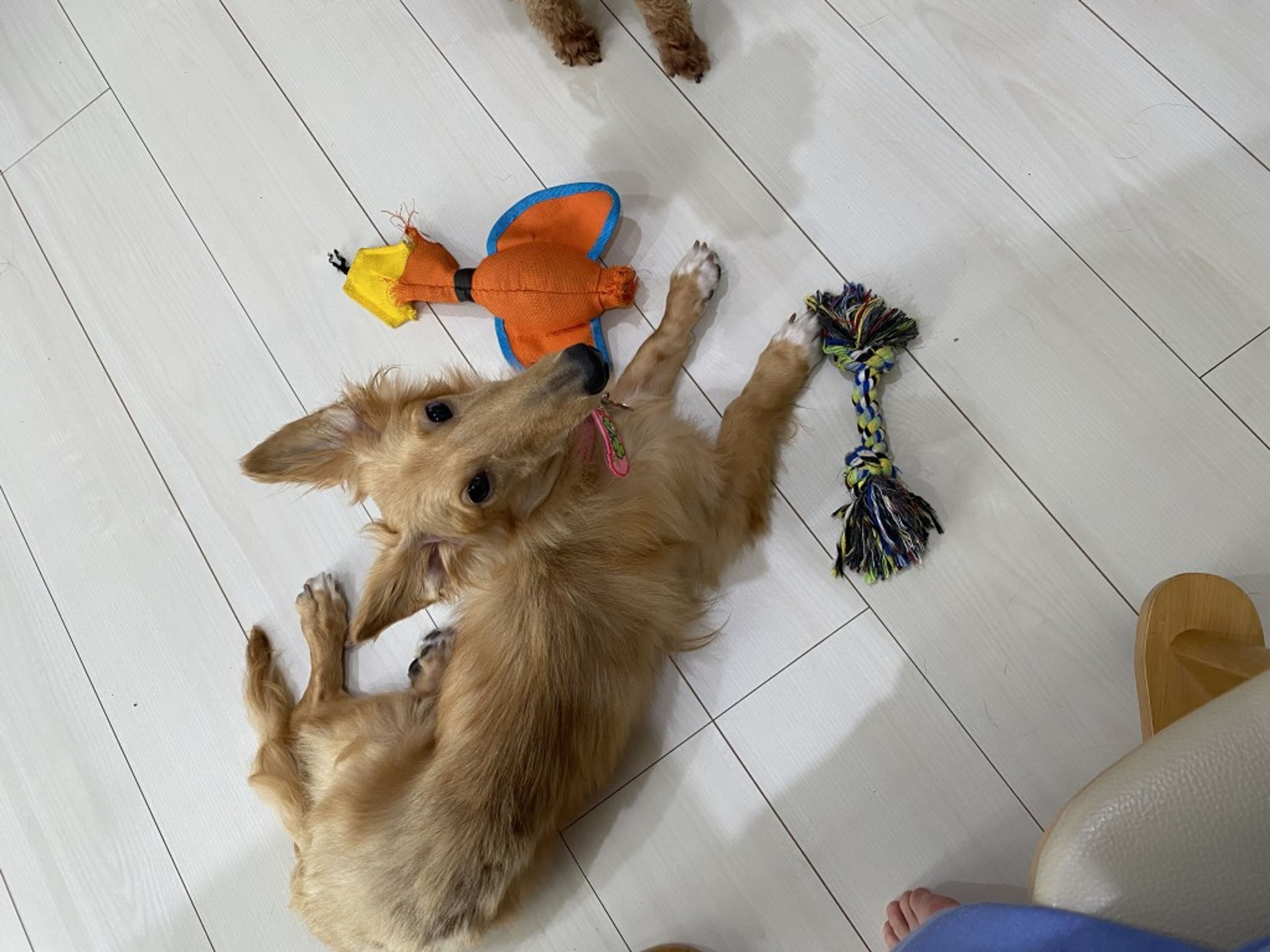 雑種（ミックス犬）・オスの里親募集の写真