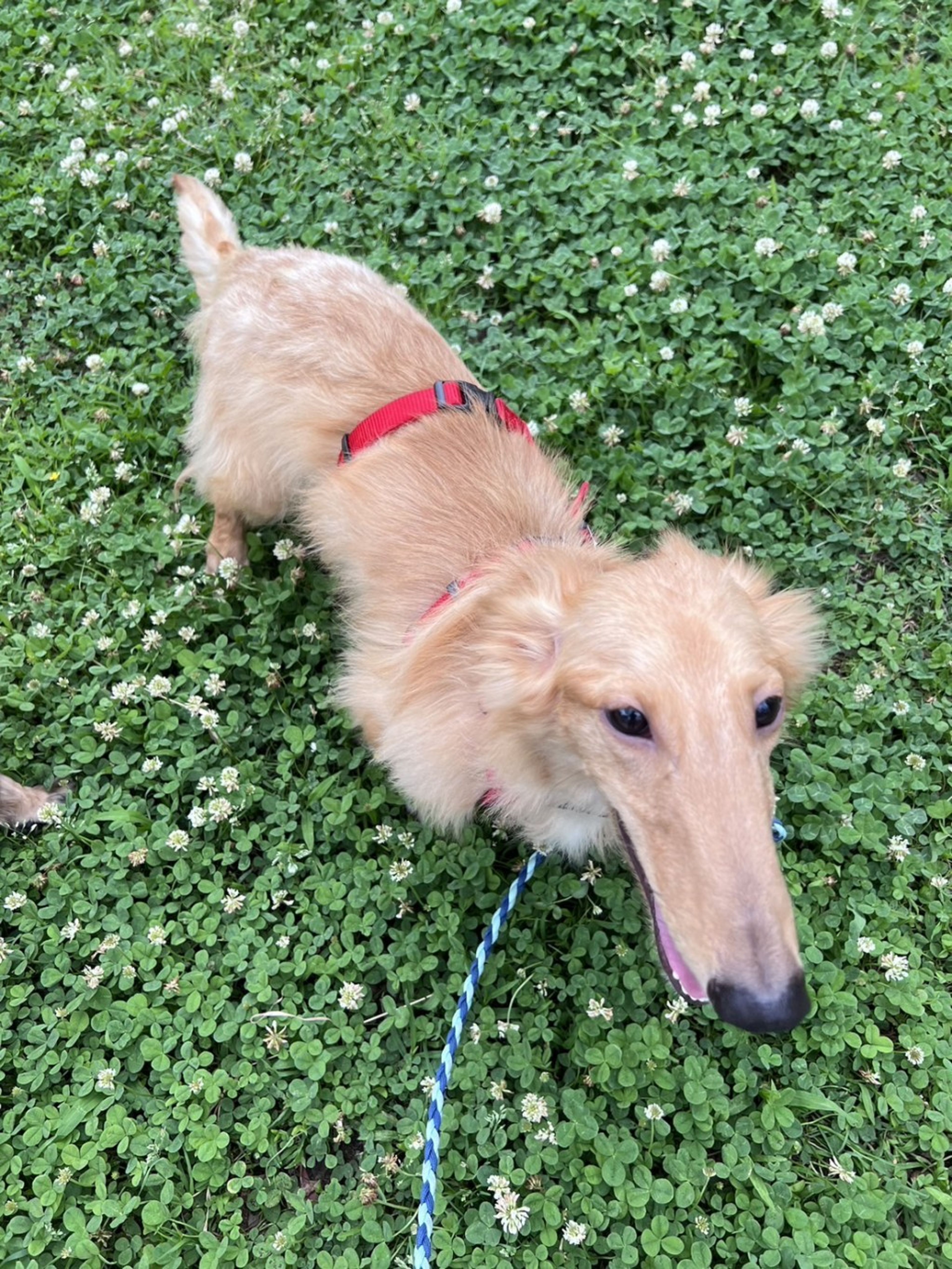 pet-image-5