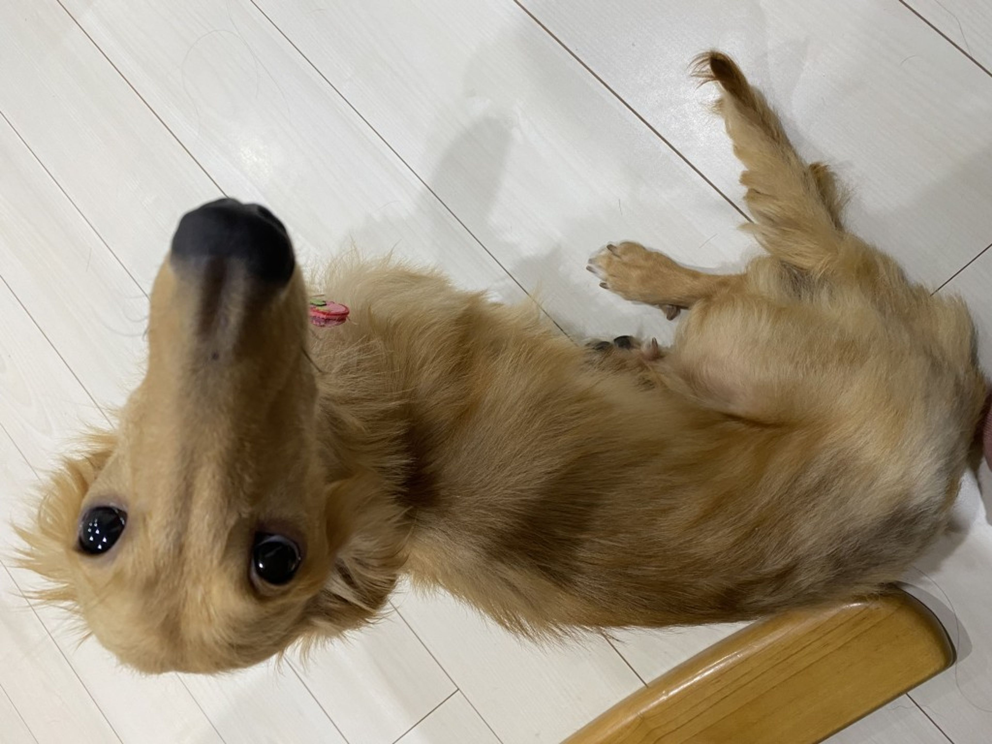 pet-image-4