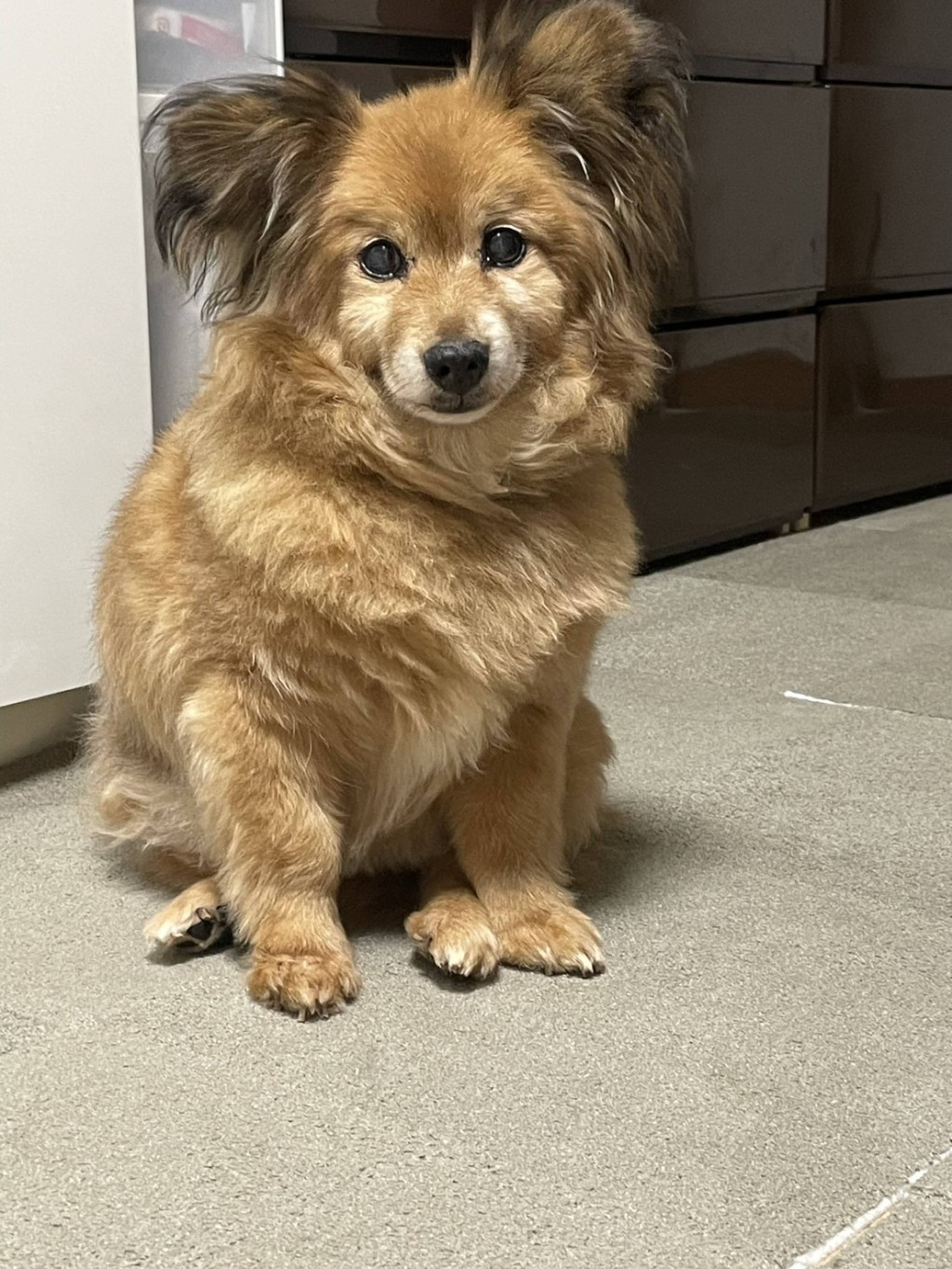 雑種（ミックス犬）・オスの里親募集の写真