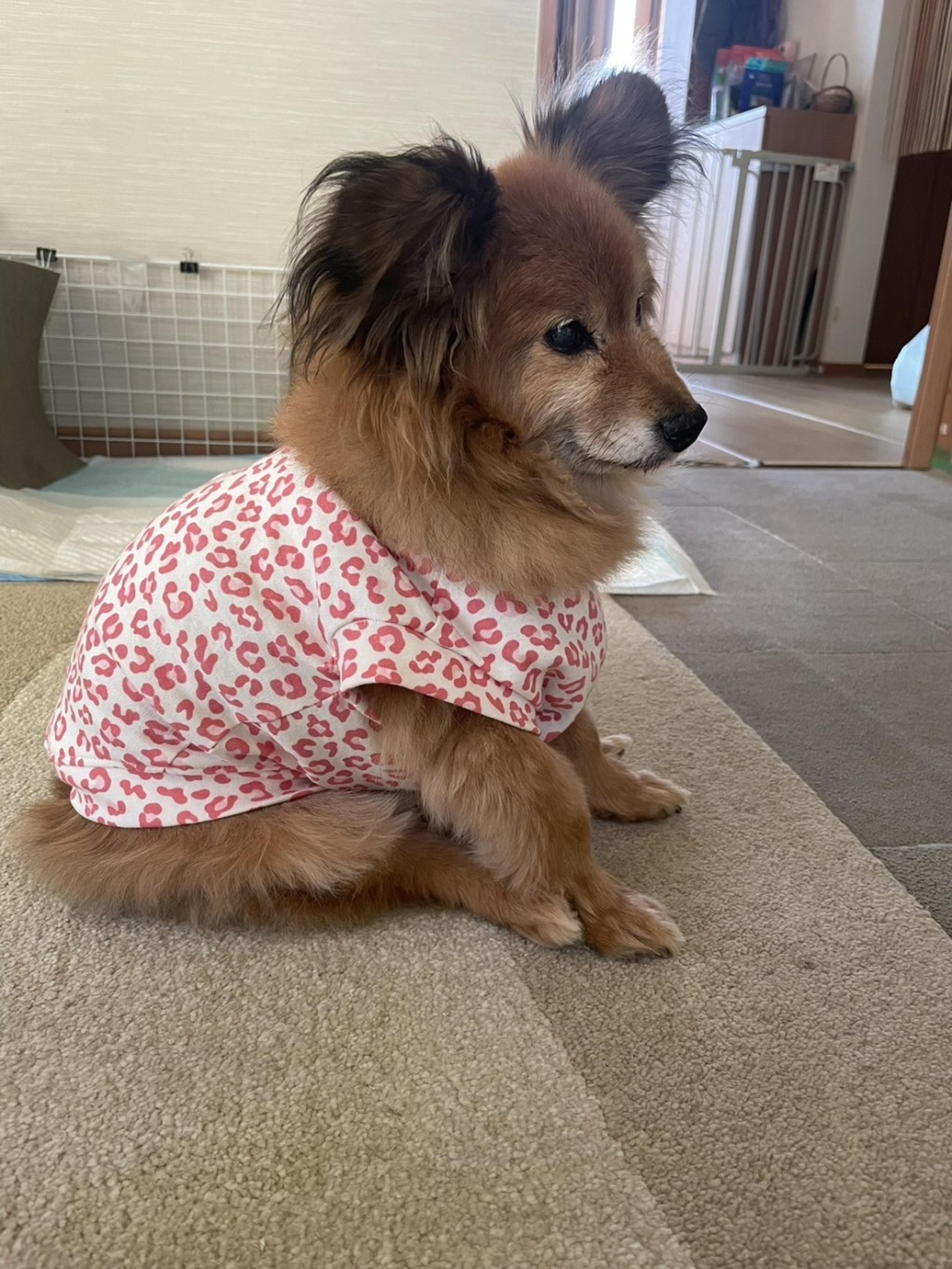 pet-image-2