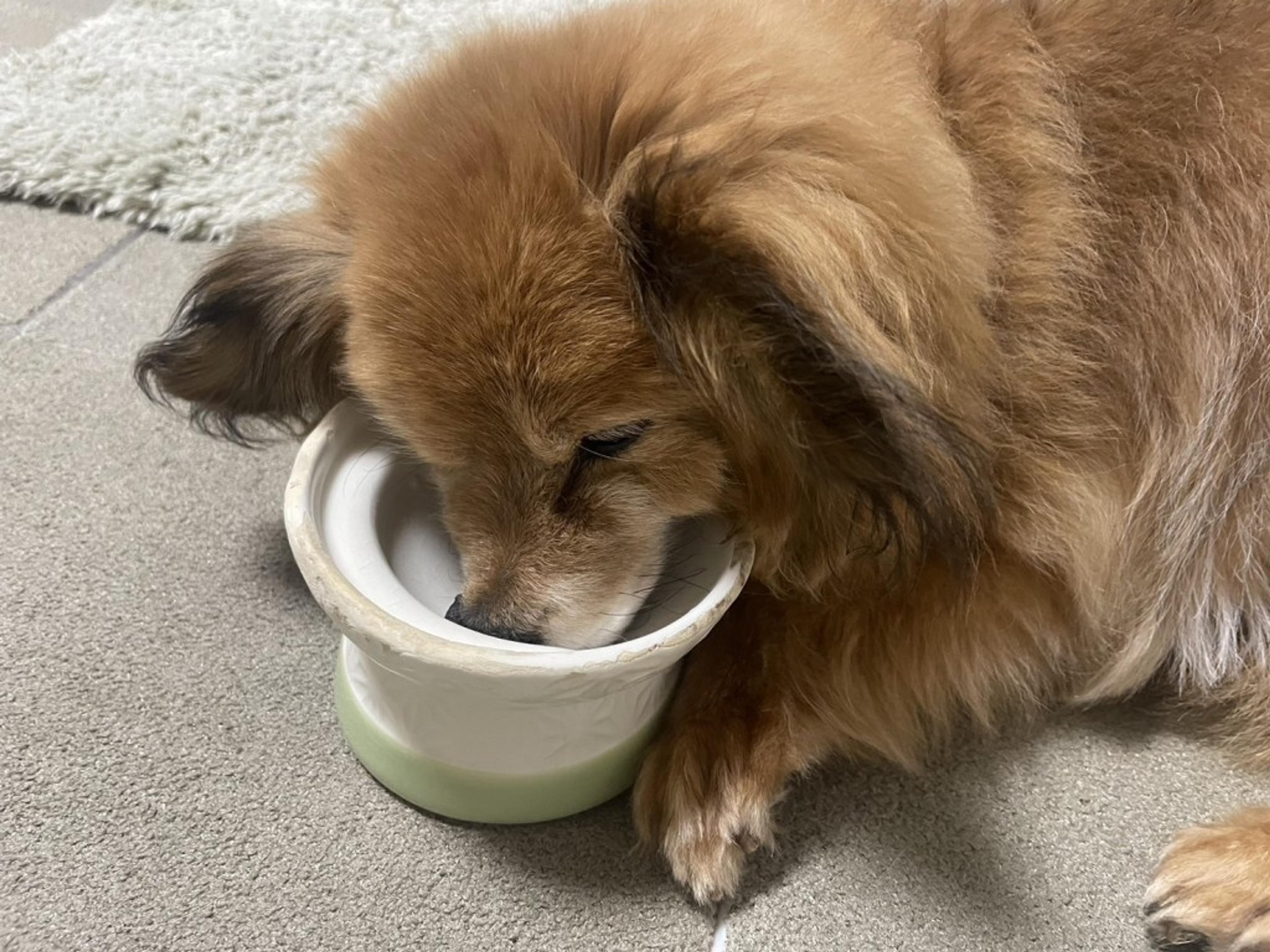 pet-image-4