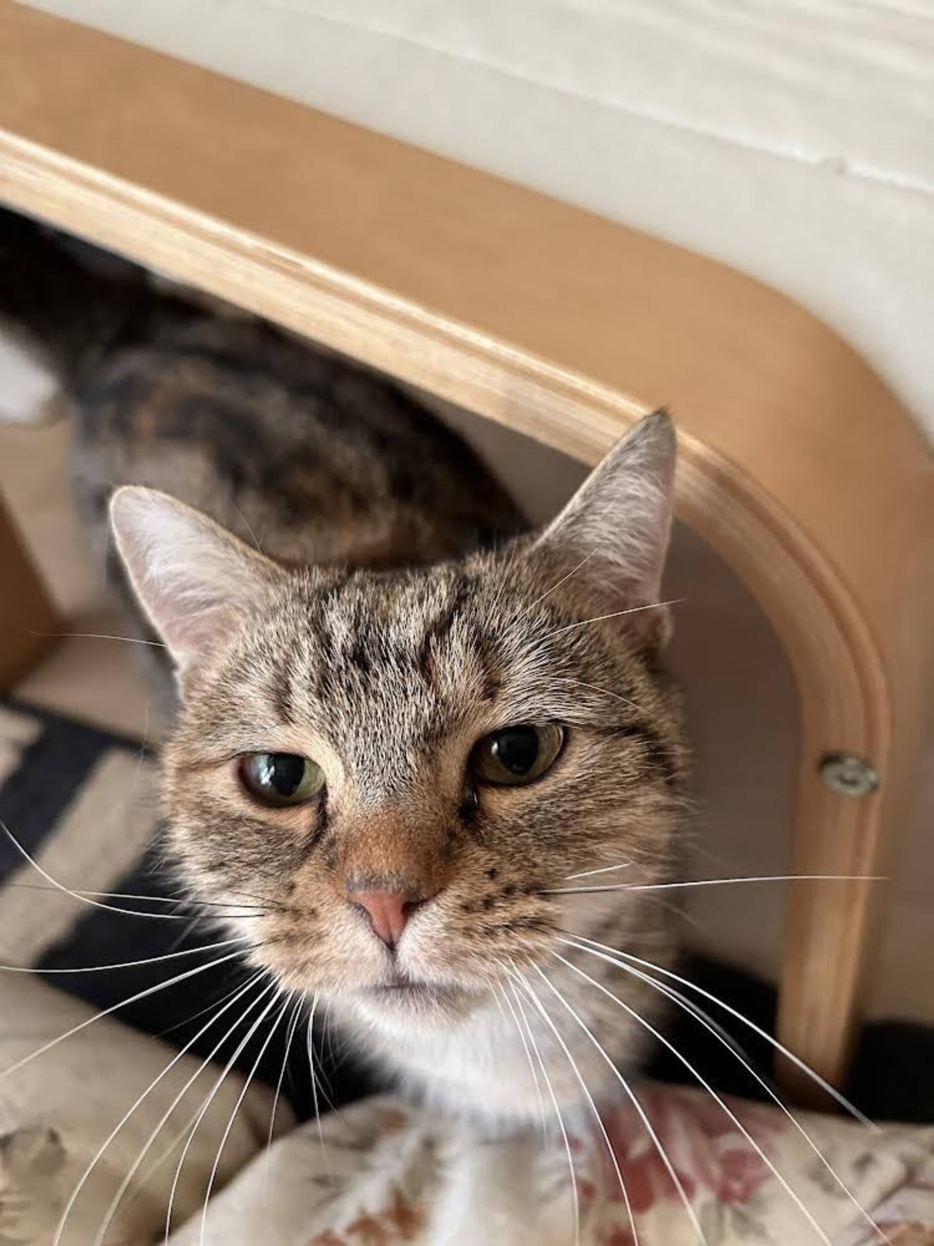 雑種（ミックス猫）・メスの里親募集の写真