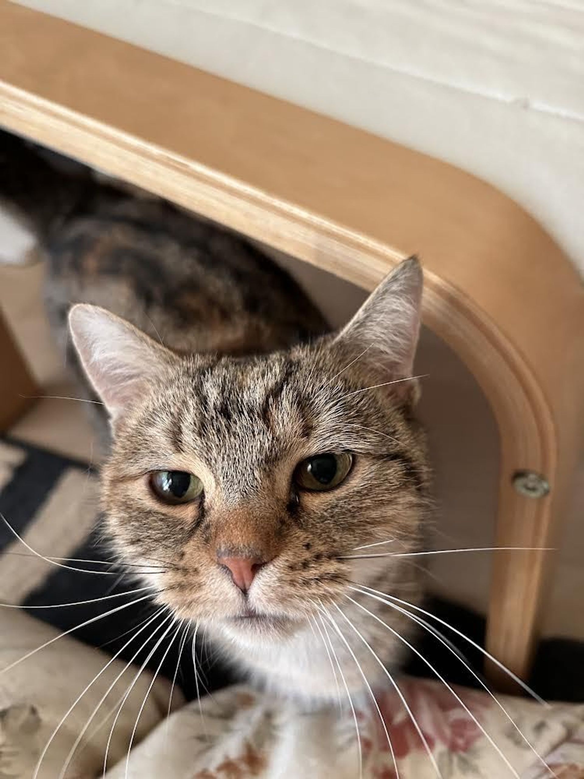 雑種（ミックス猫）・メスの里親募集の写真