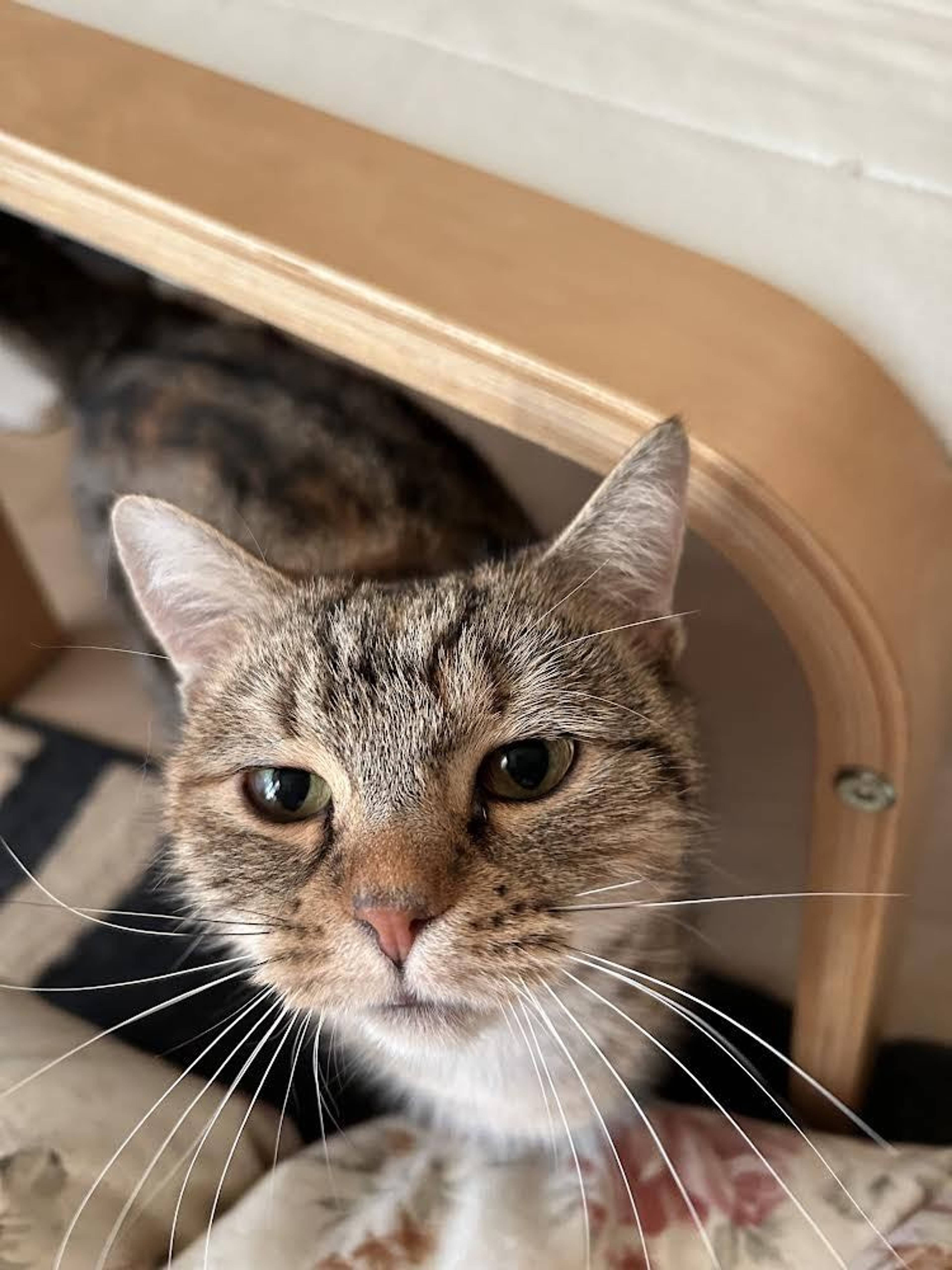 雑種（ミックス猫）・メスの里親募集の写真