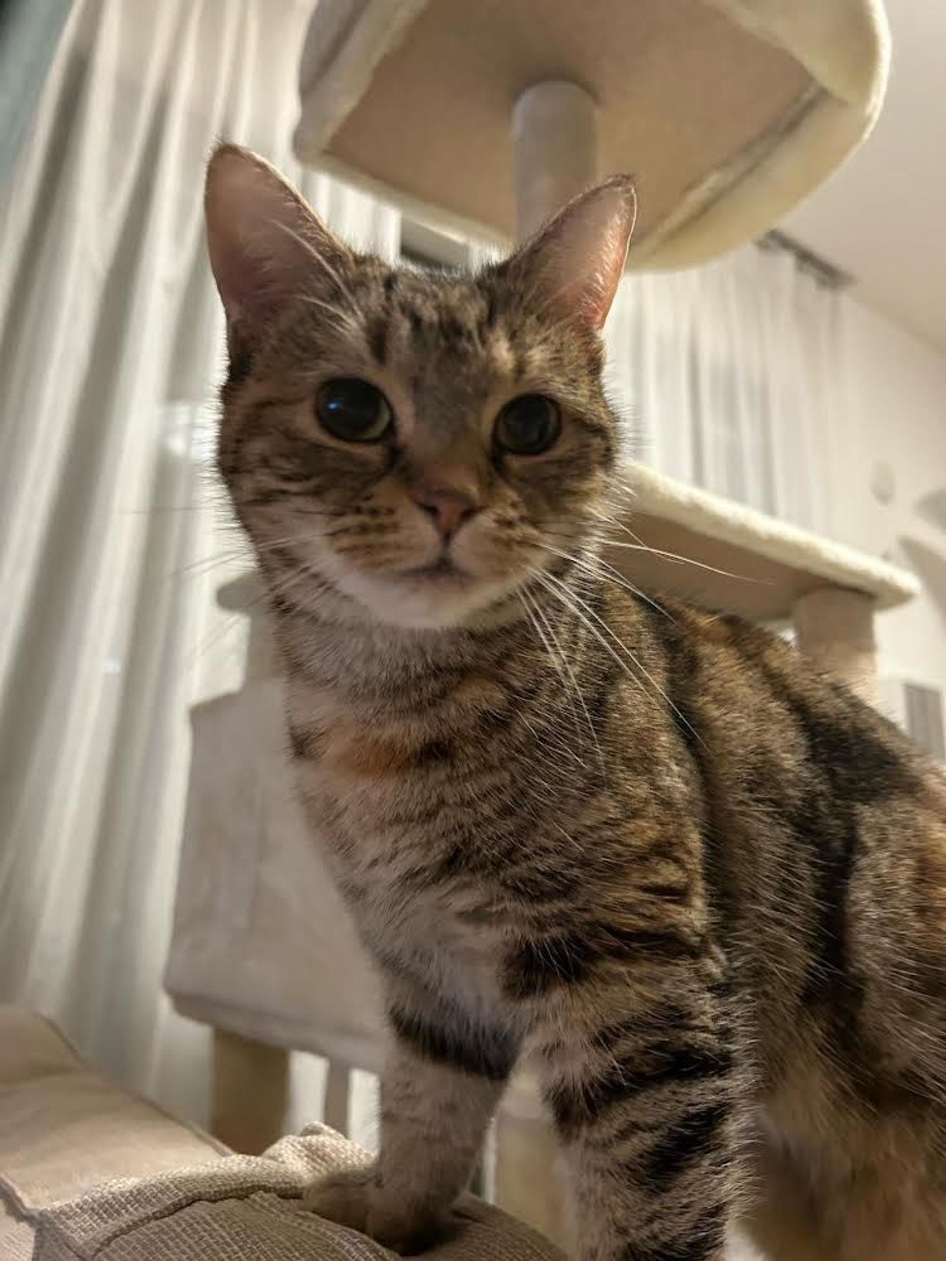 pet-image-3