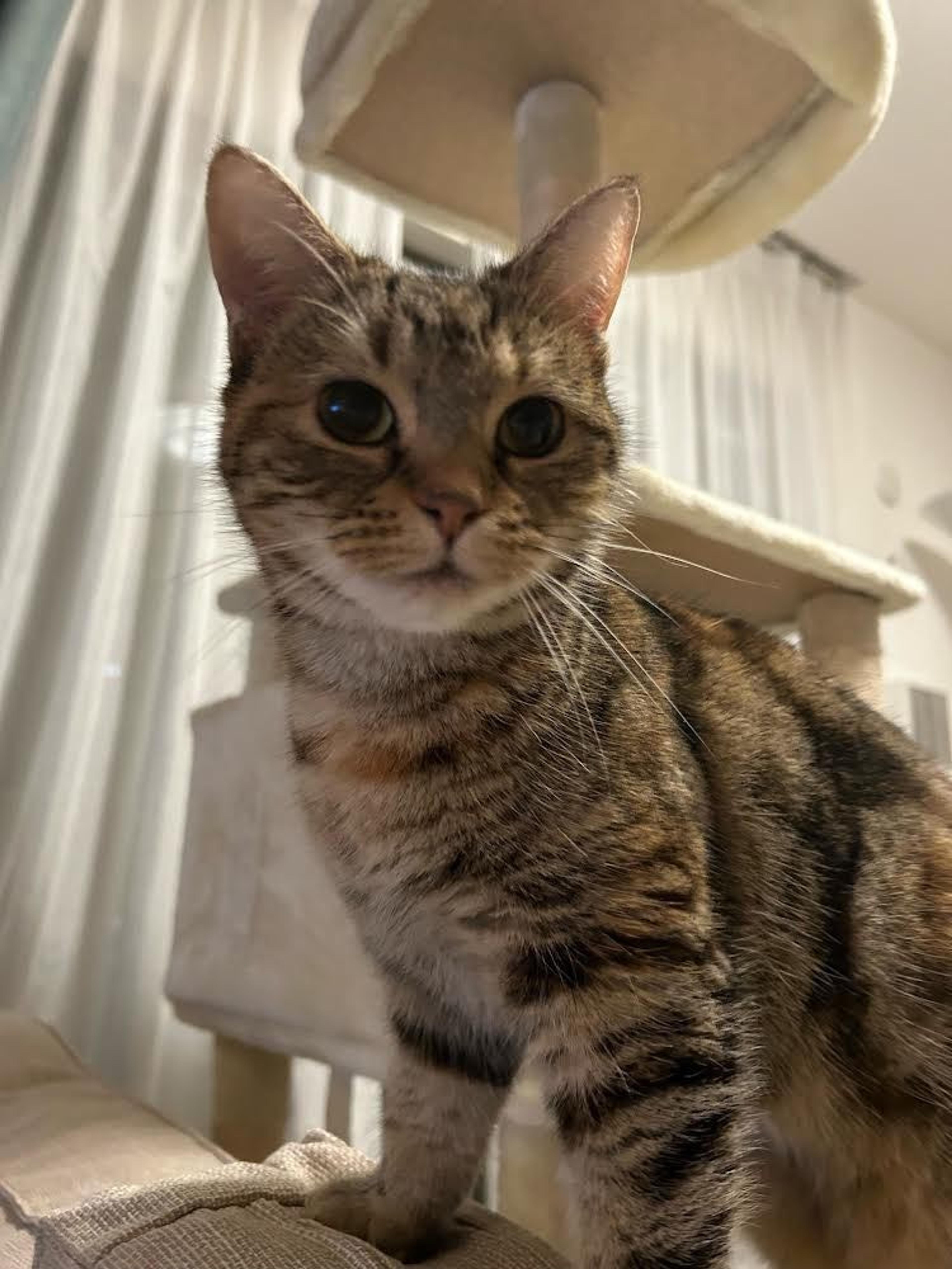 pet-image-3