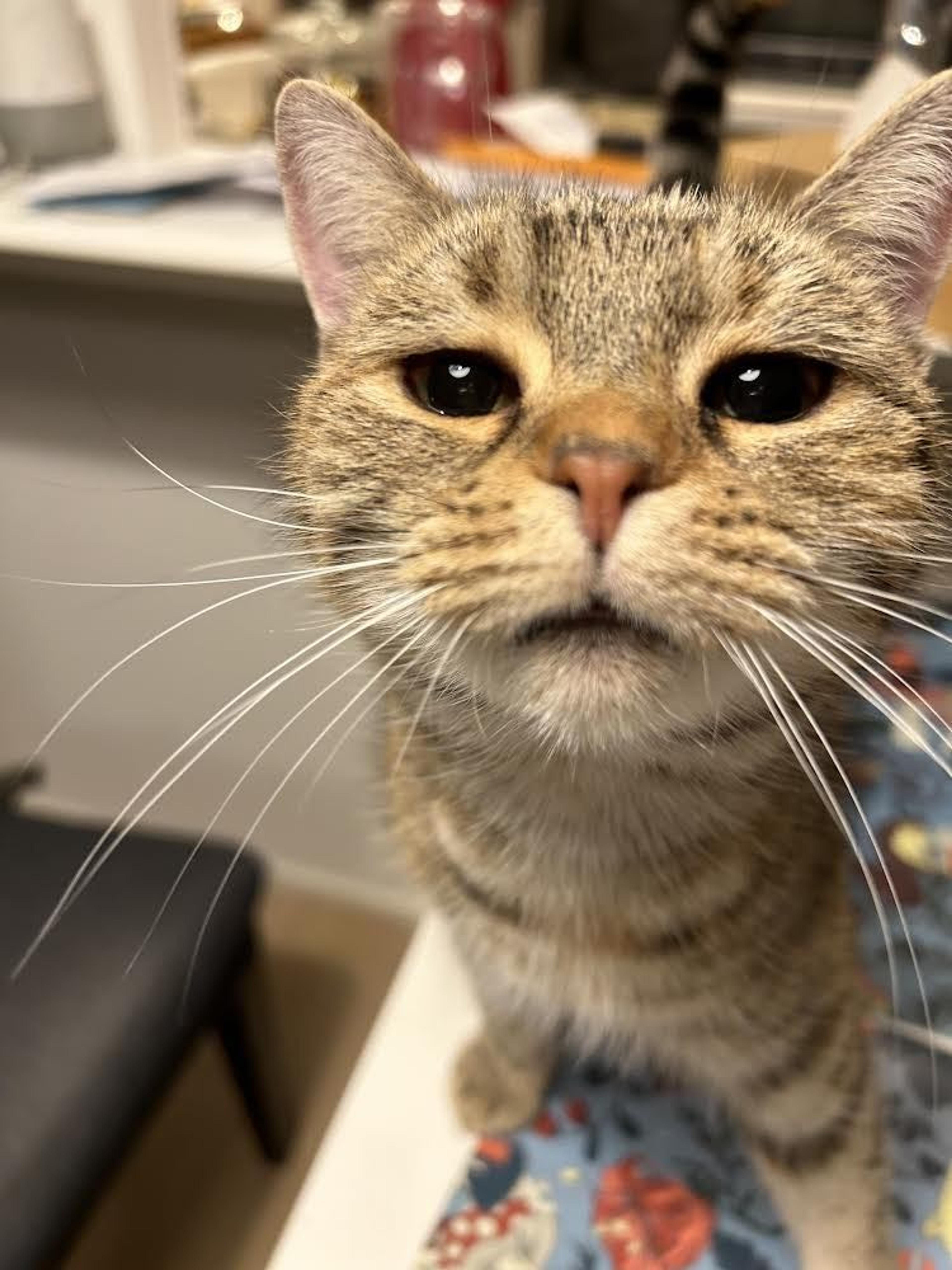 pet-image-5