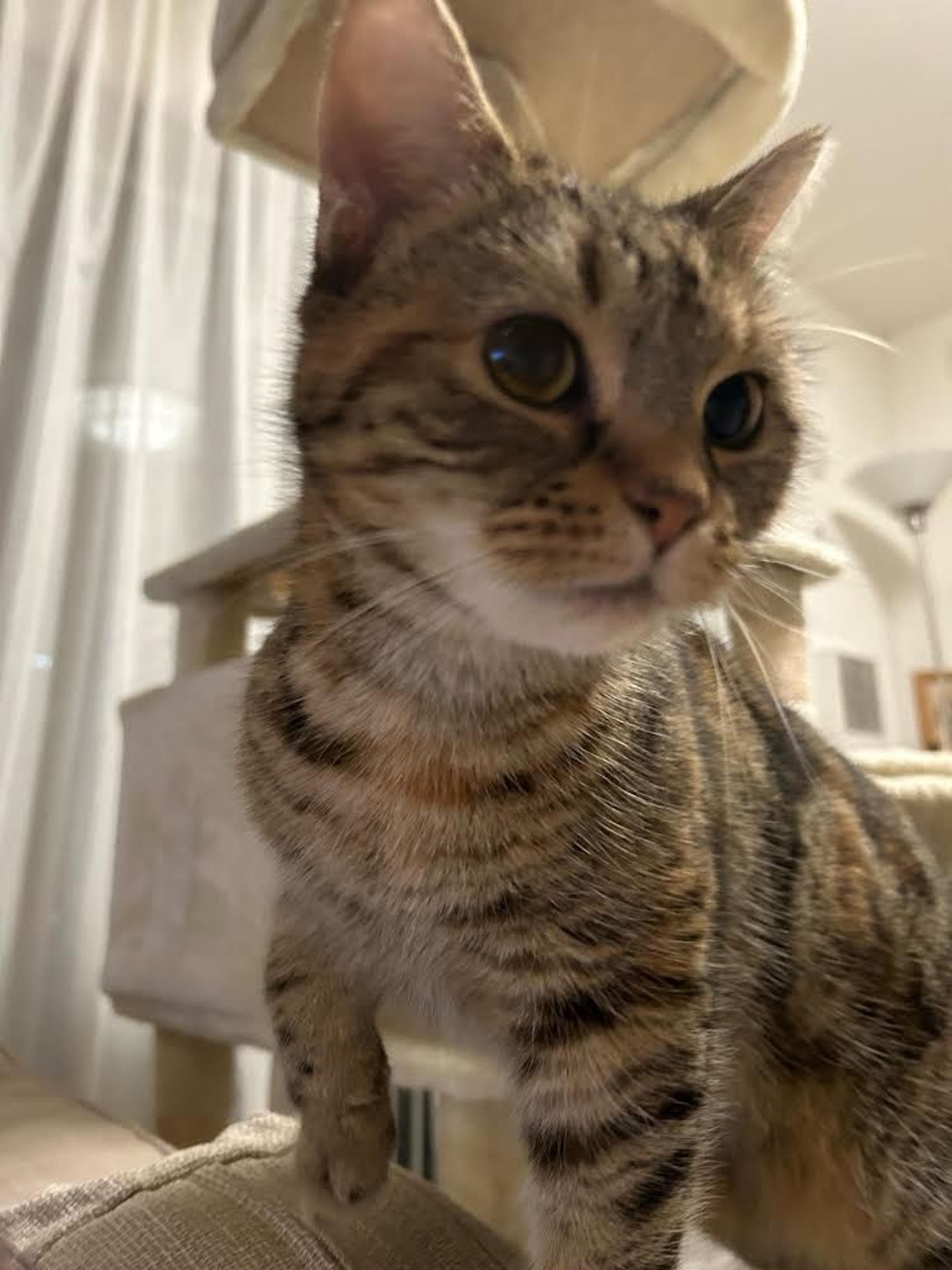 pet-image-9
