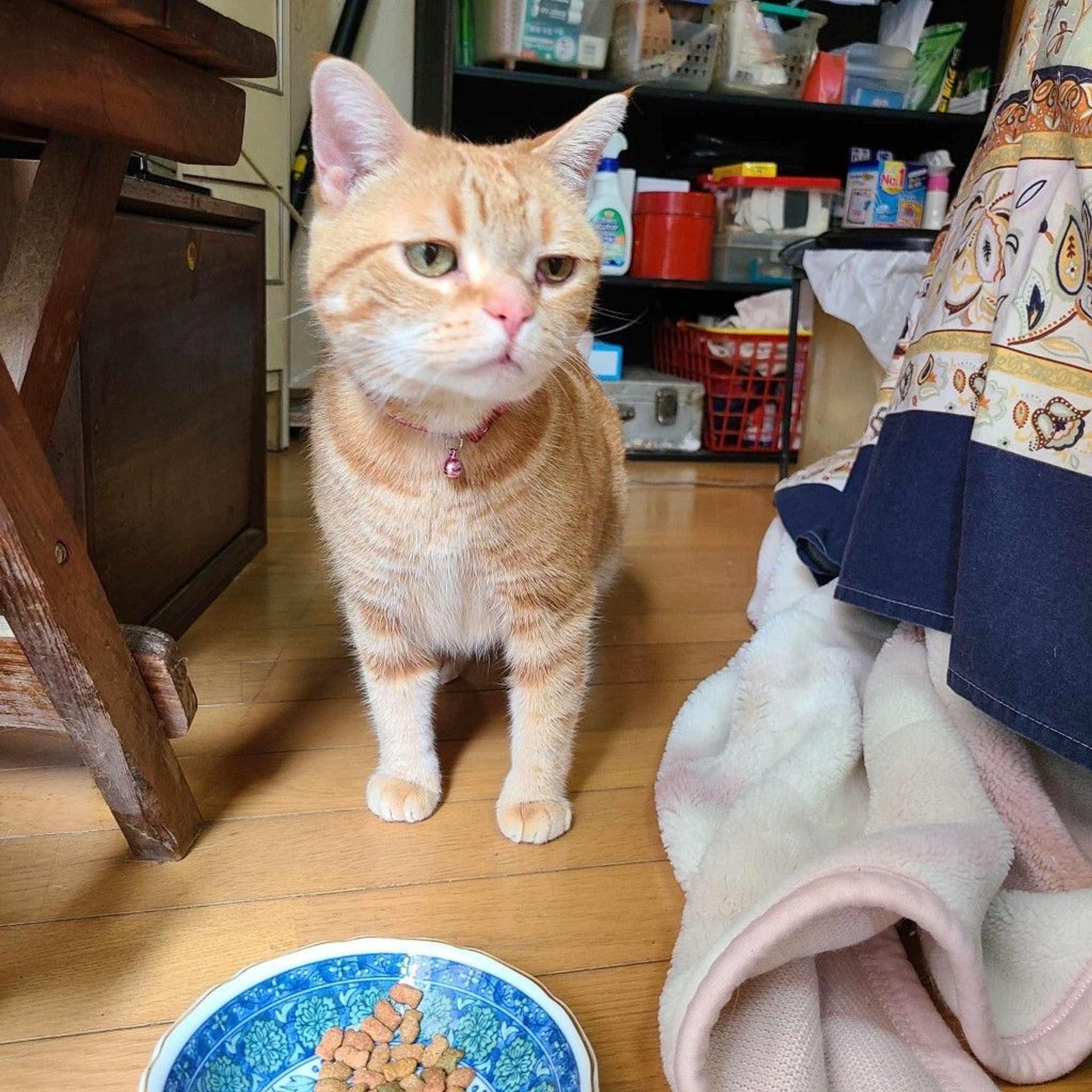 雑種（ミックス猫）・メスの里親募集の写真